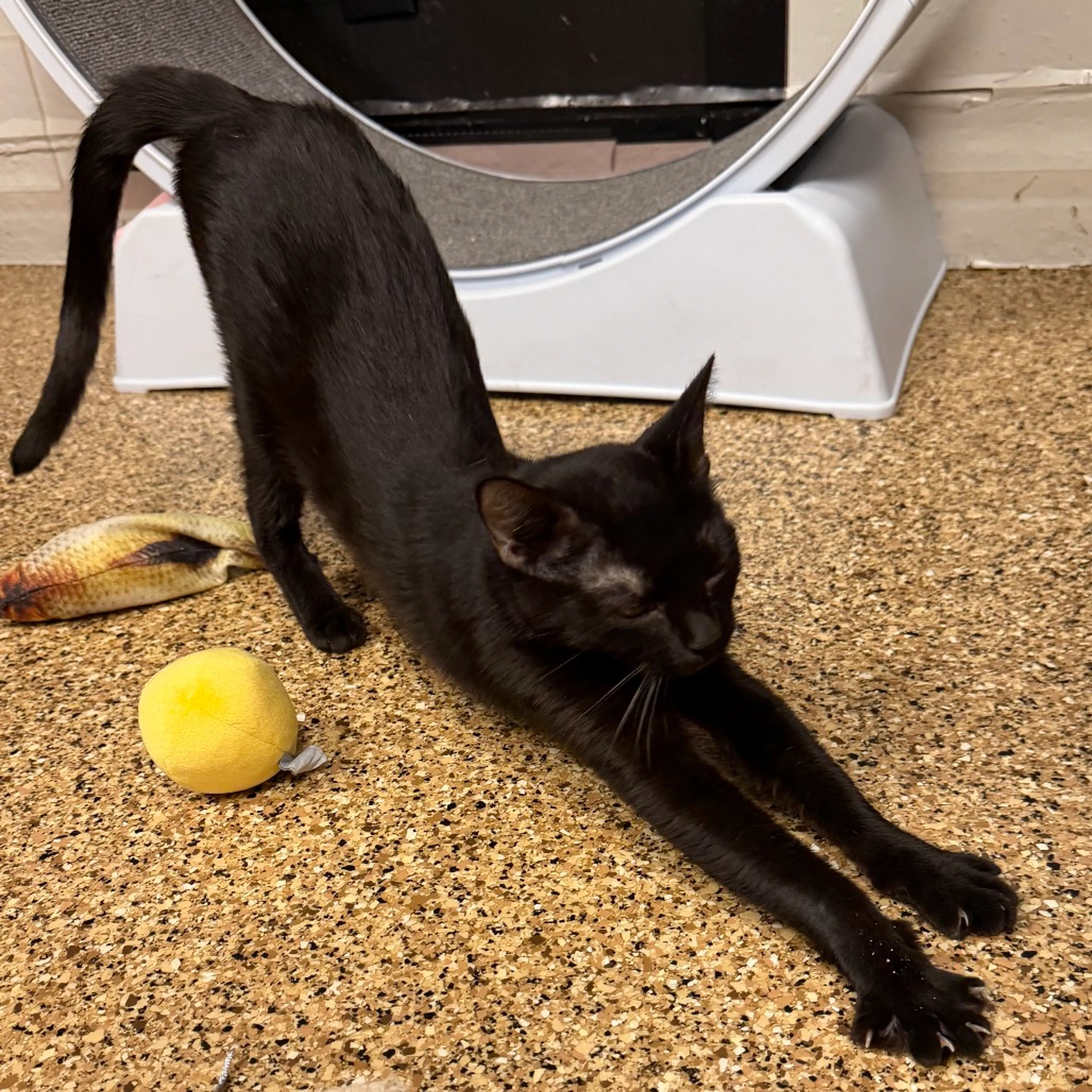 Found pet-1