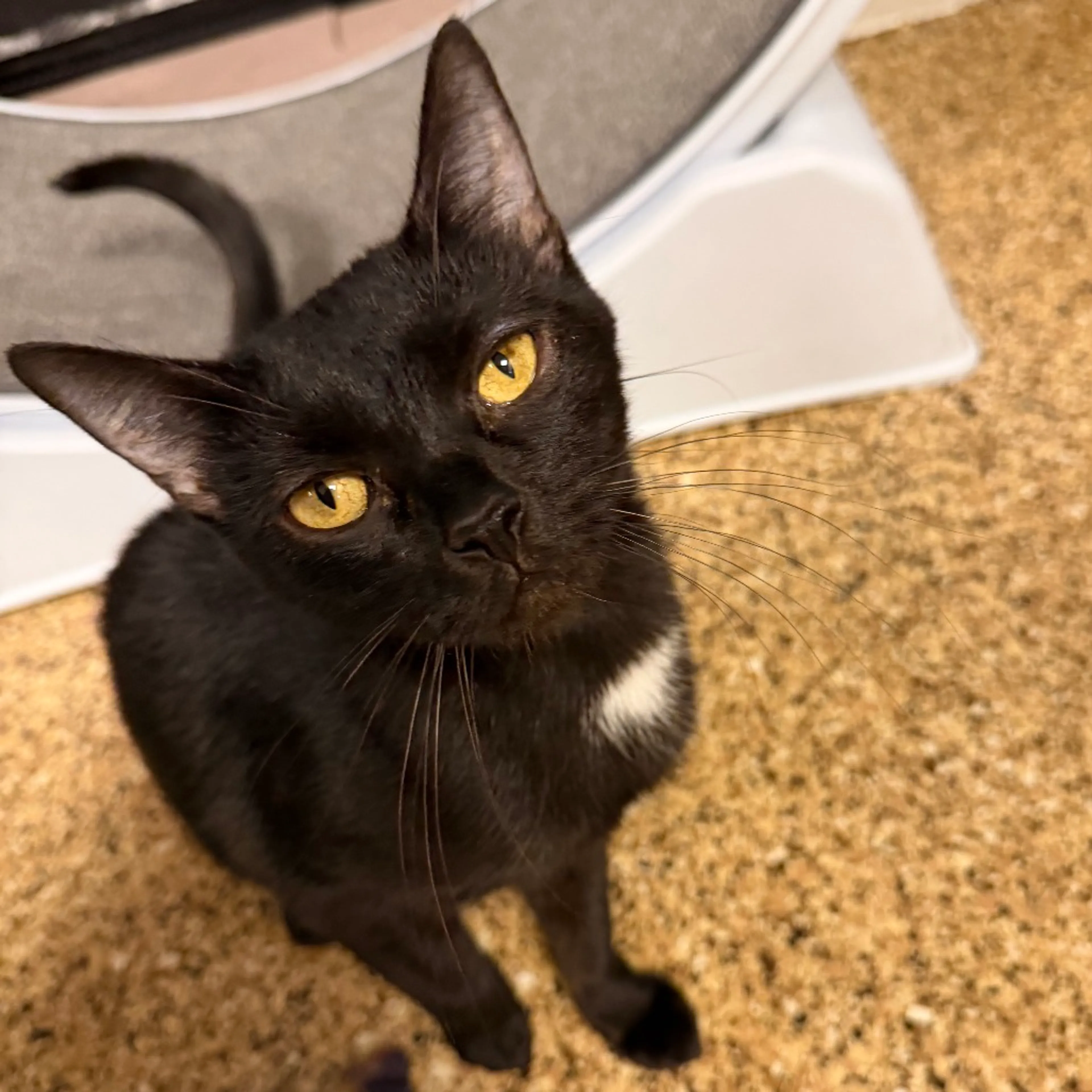 Found pet-3