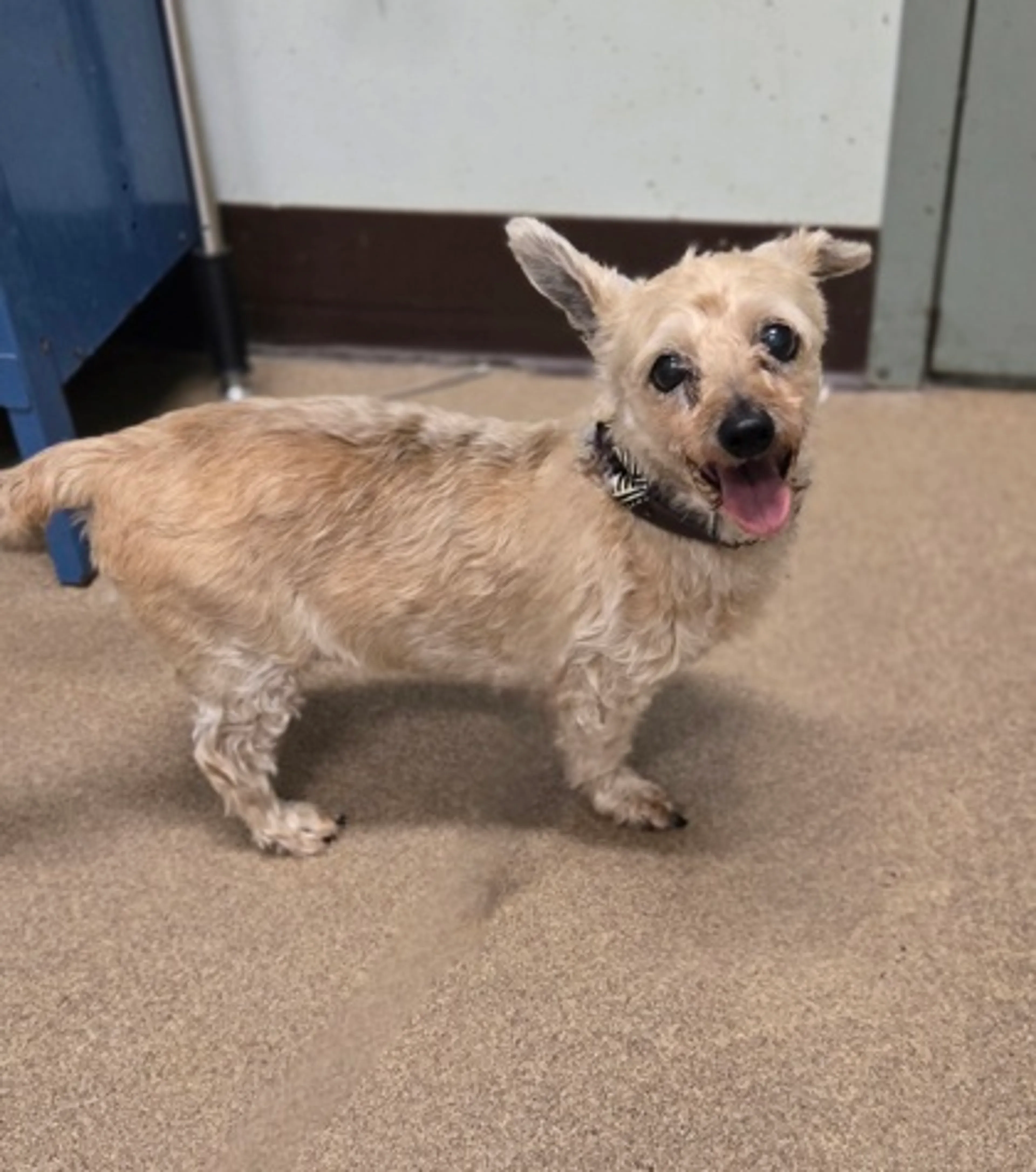 Found pet-1