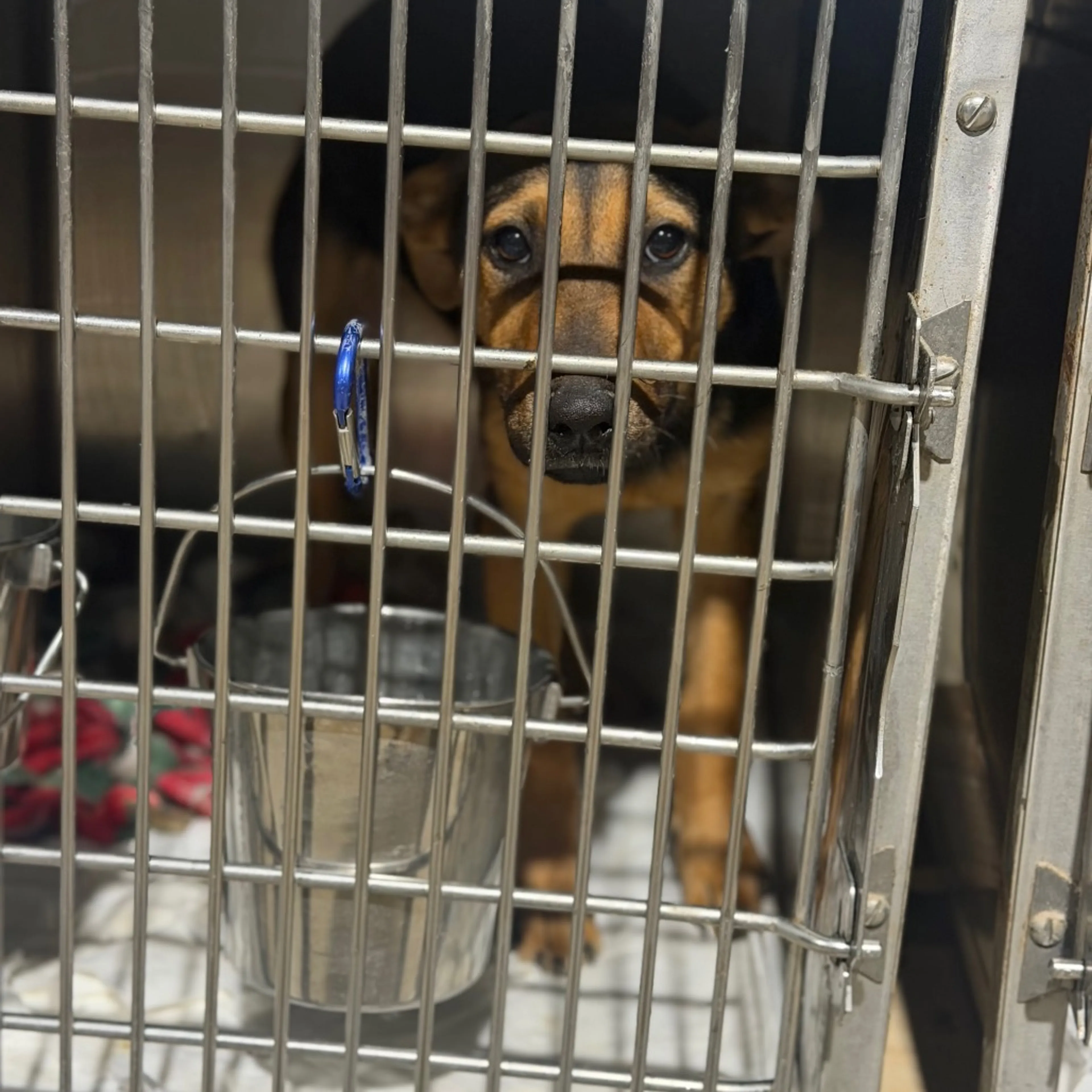 Found pet