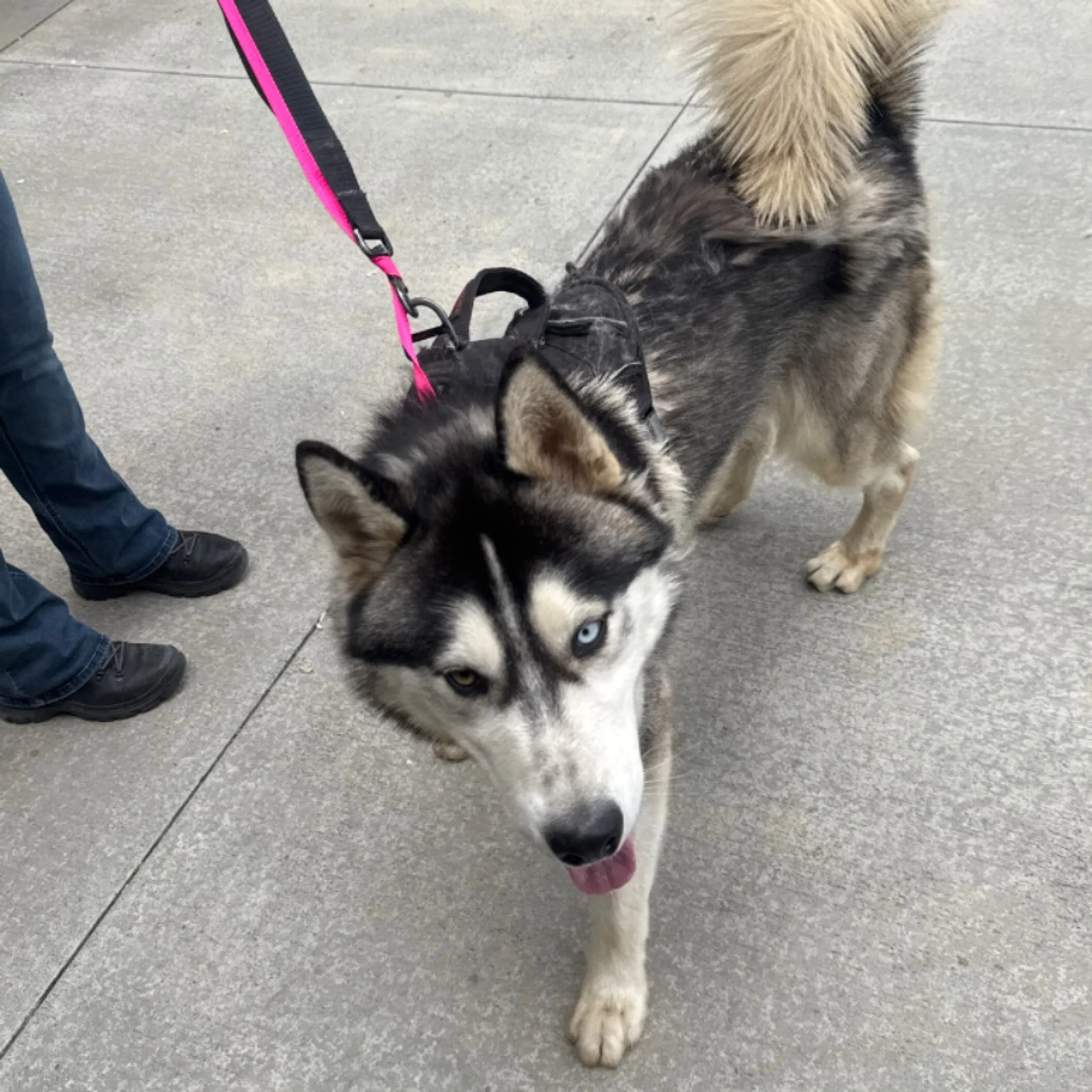 Found pet