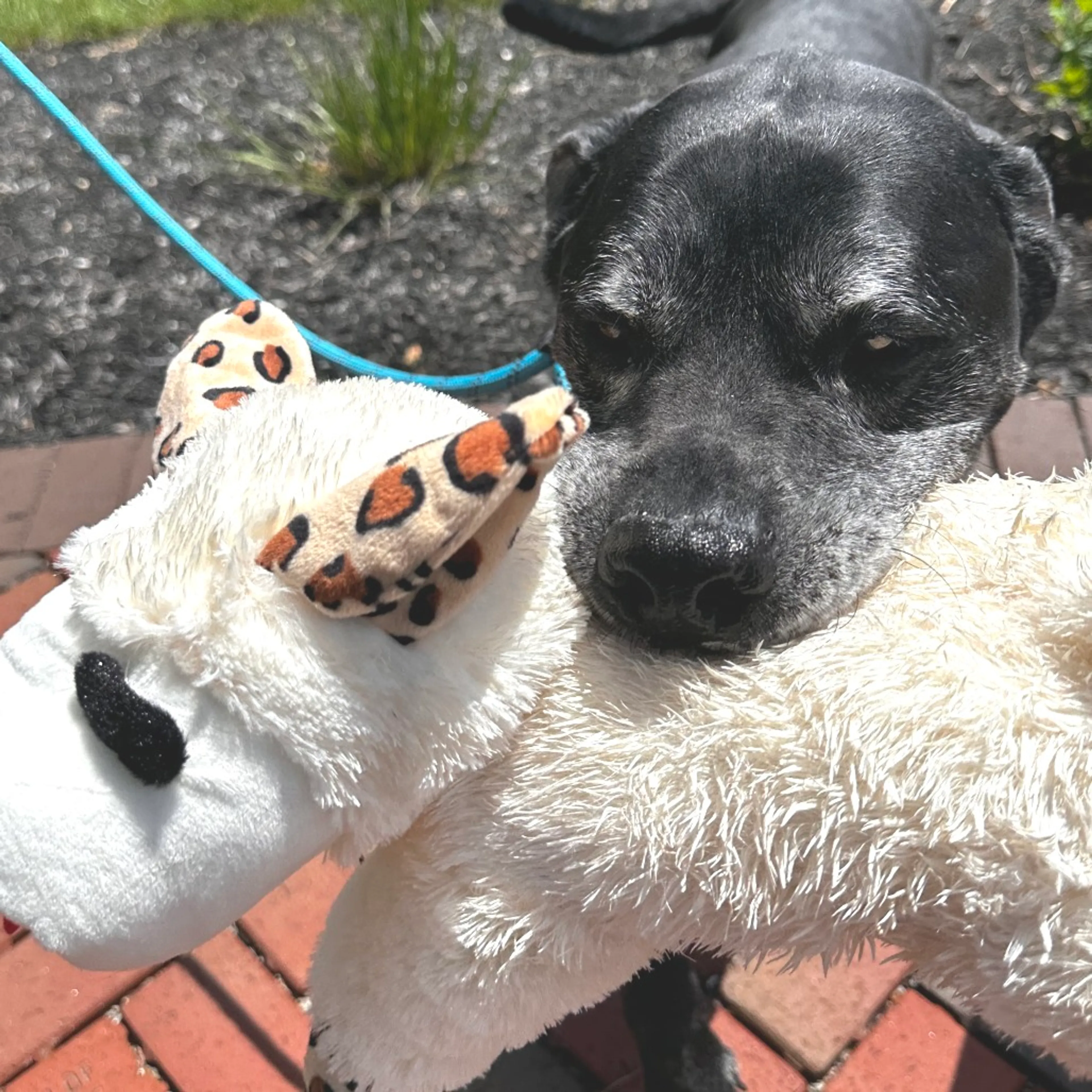 Found pet-3