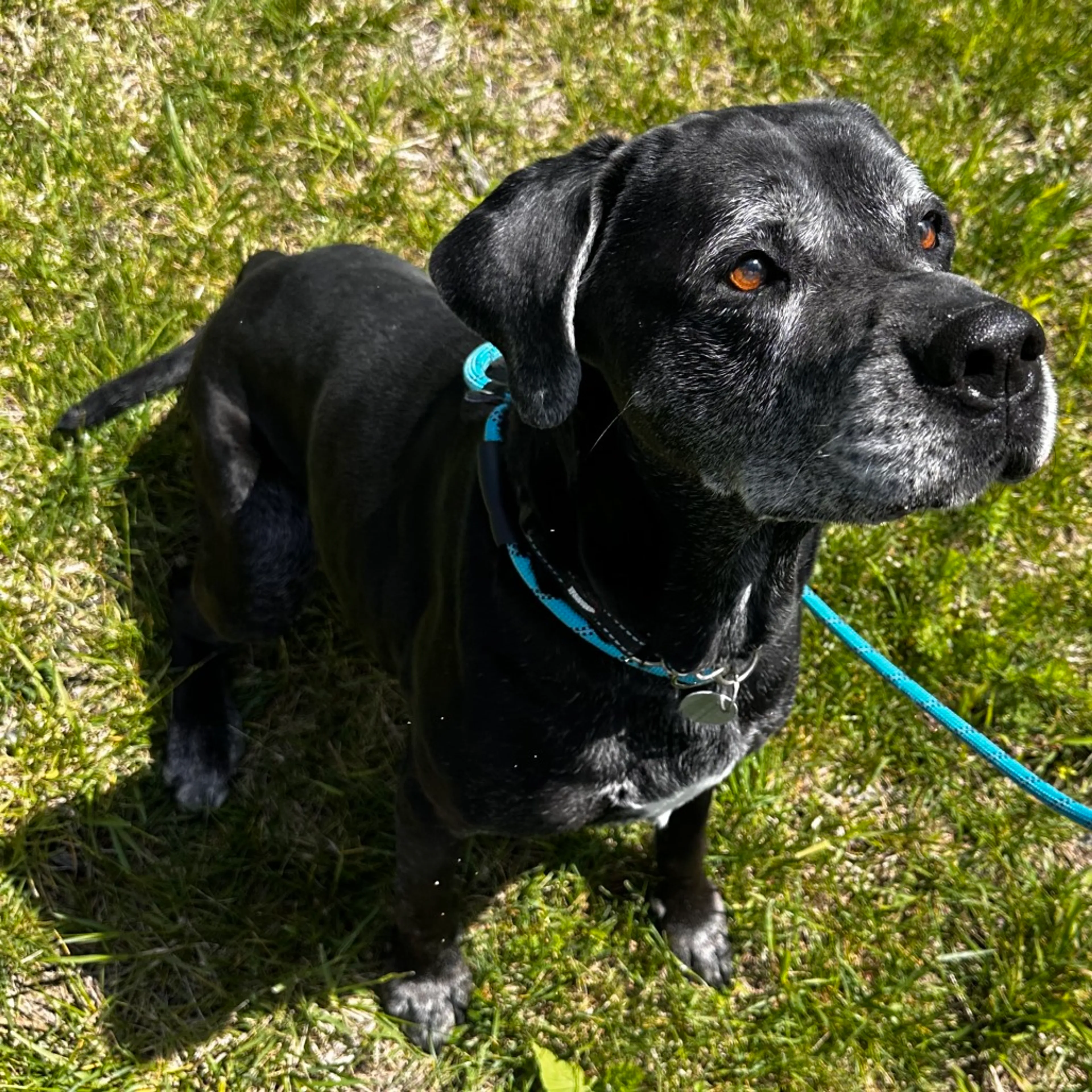Found pet-4