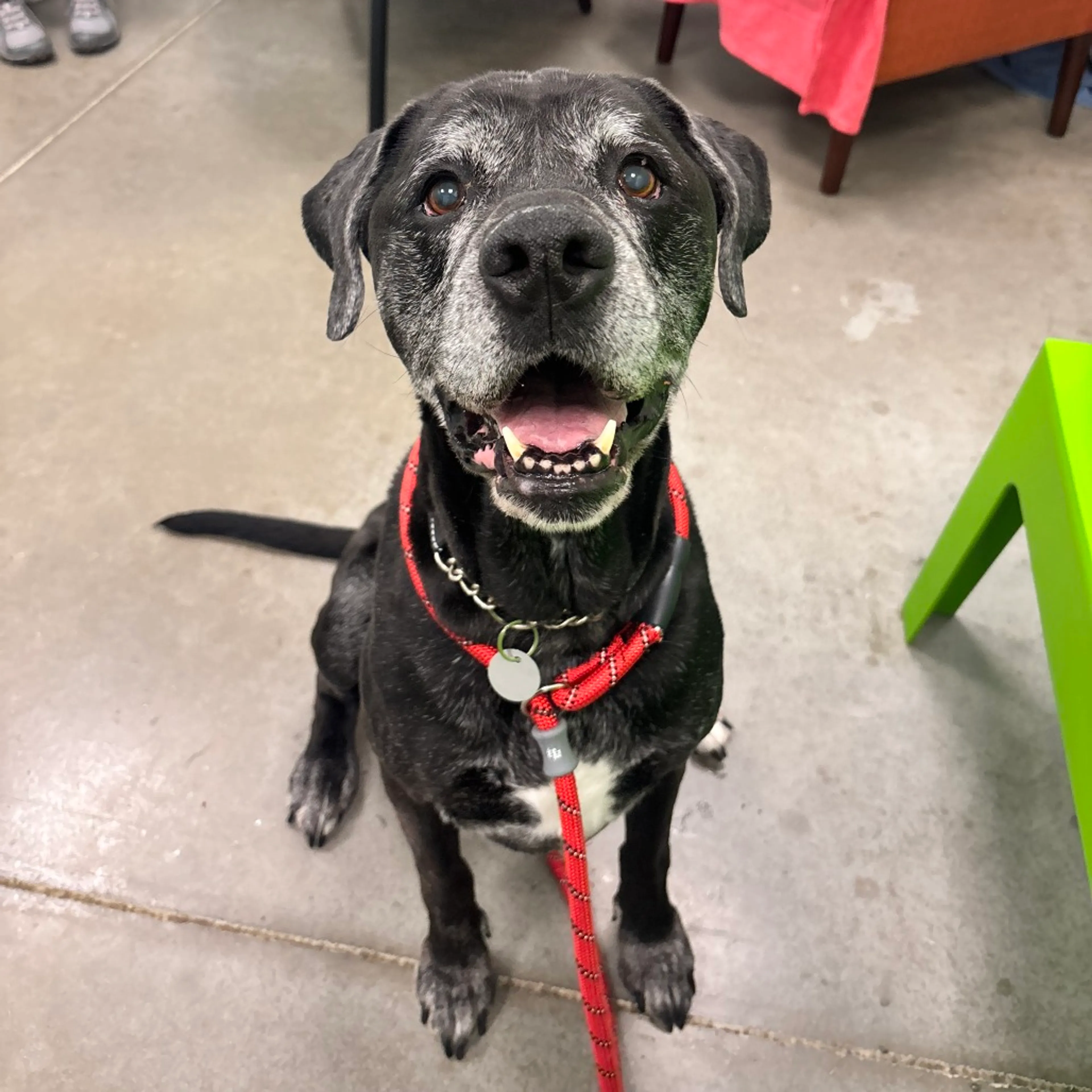 Found pet-2