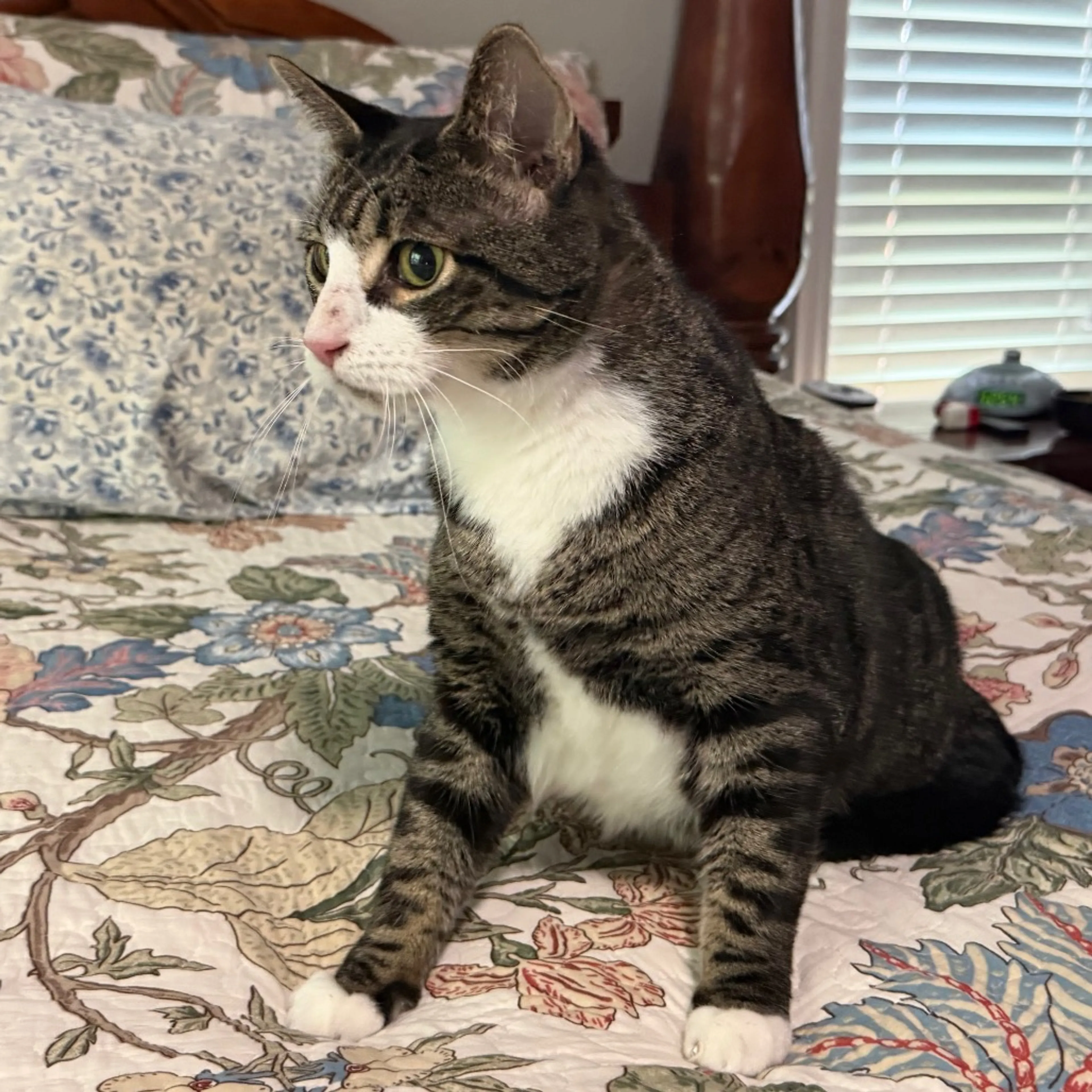 Found pet-2