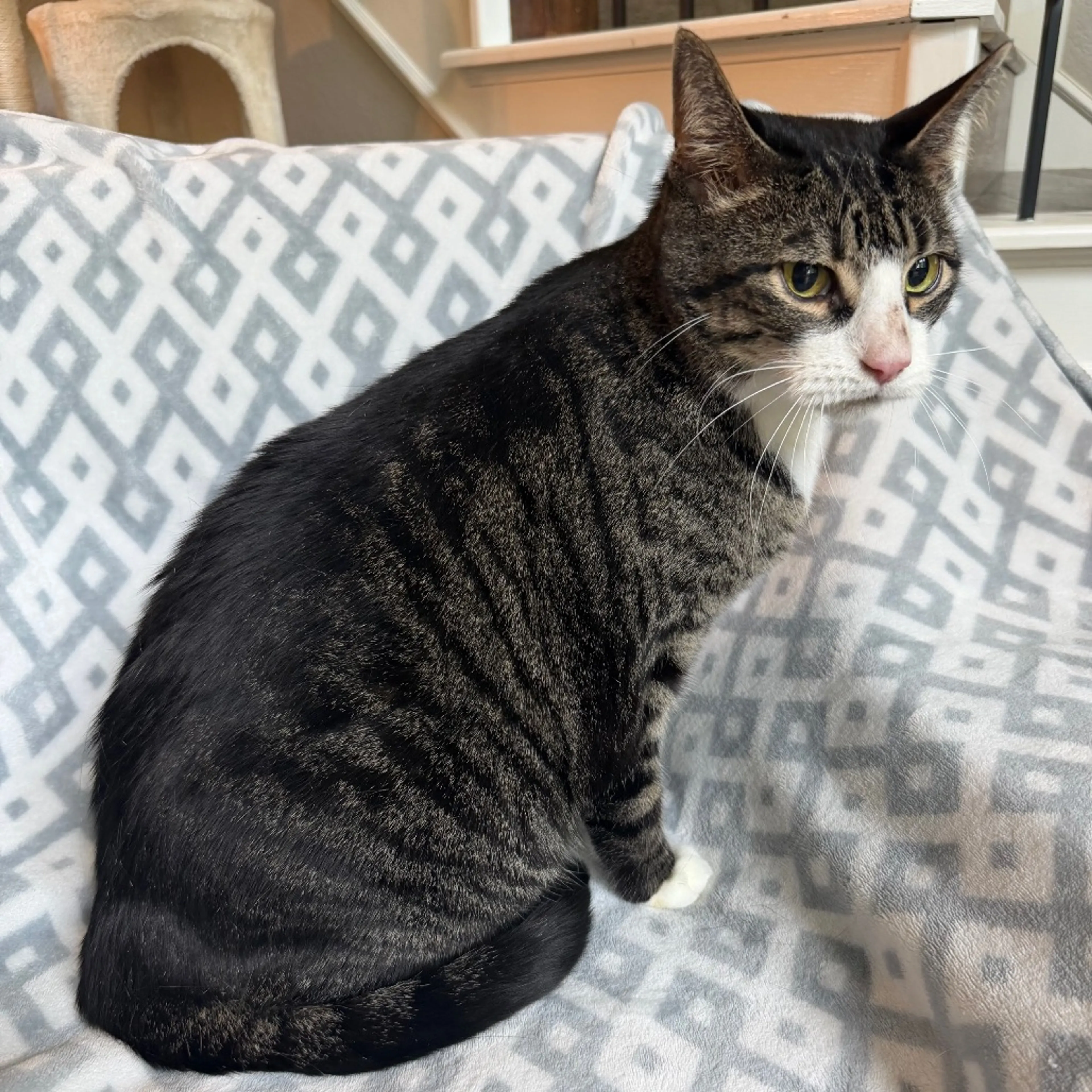 Found pet-5
