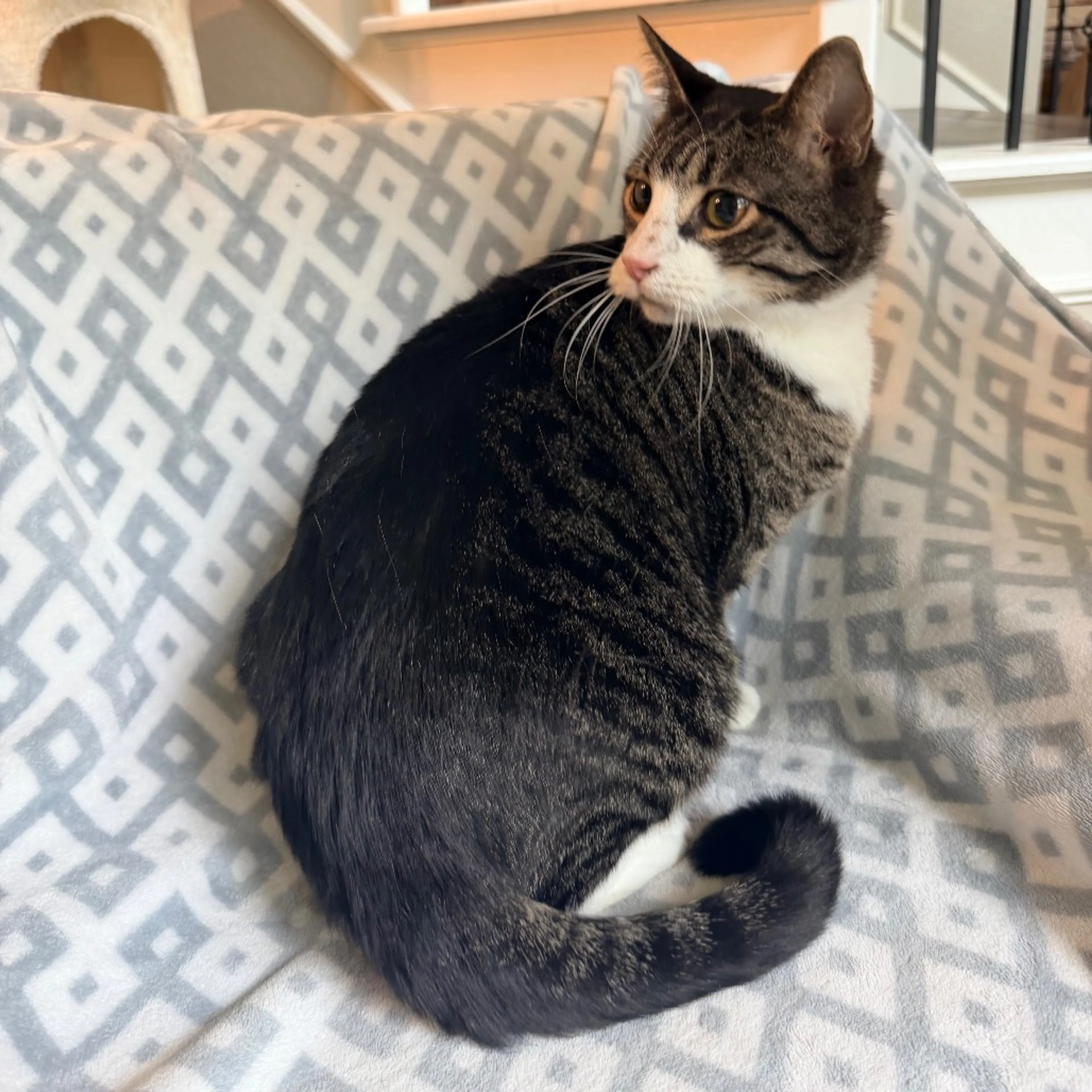 Found pet-6