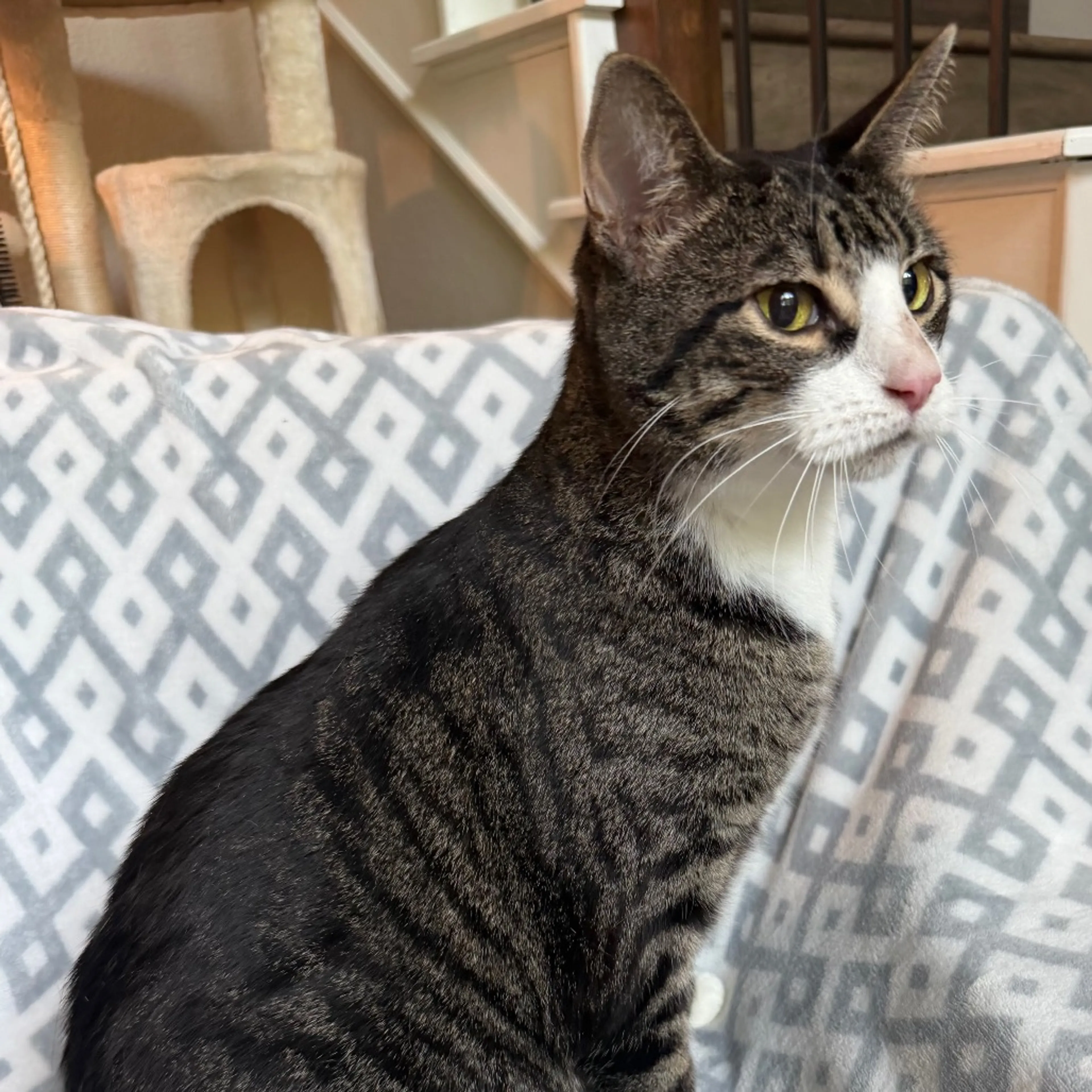 Found pet-1