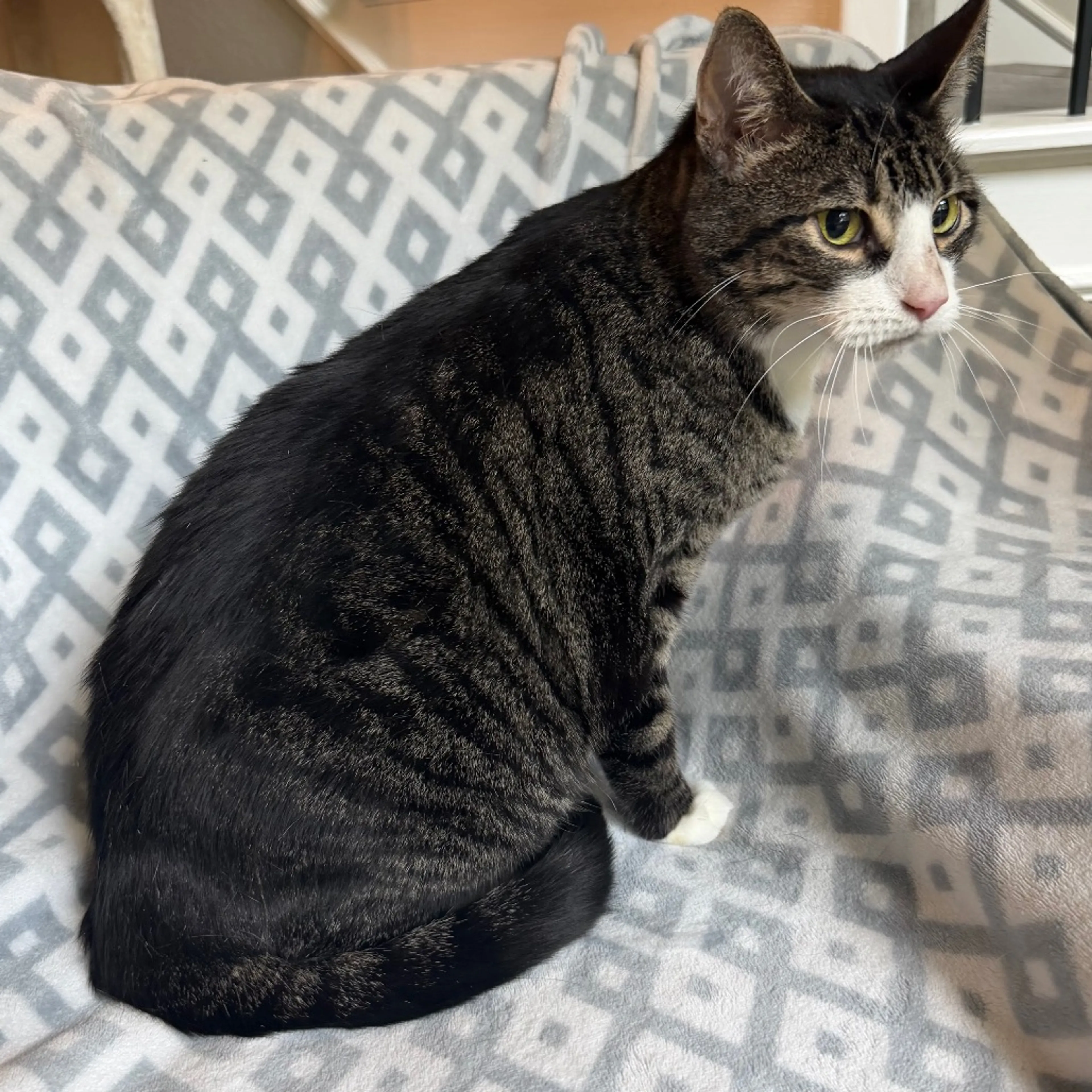 Found pet-3