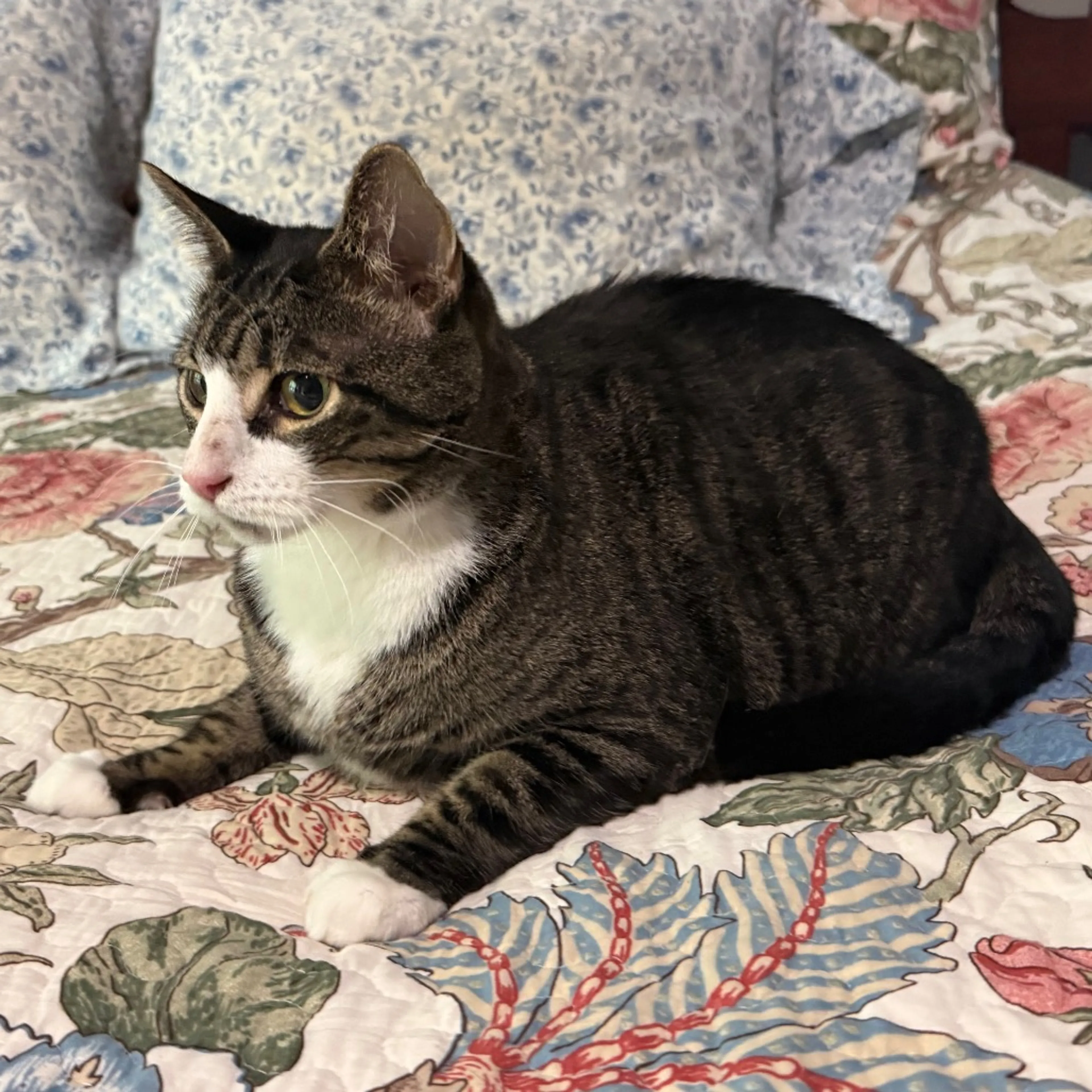 Found pet-4