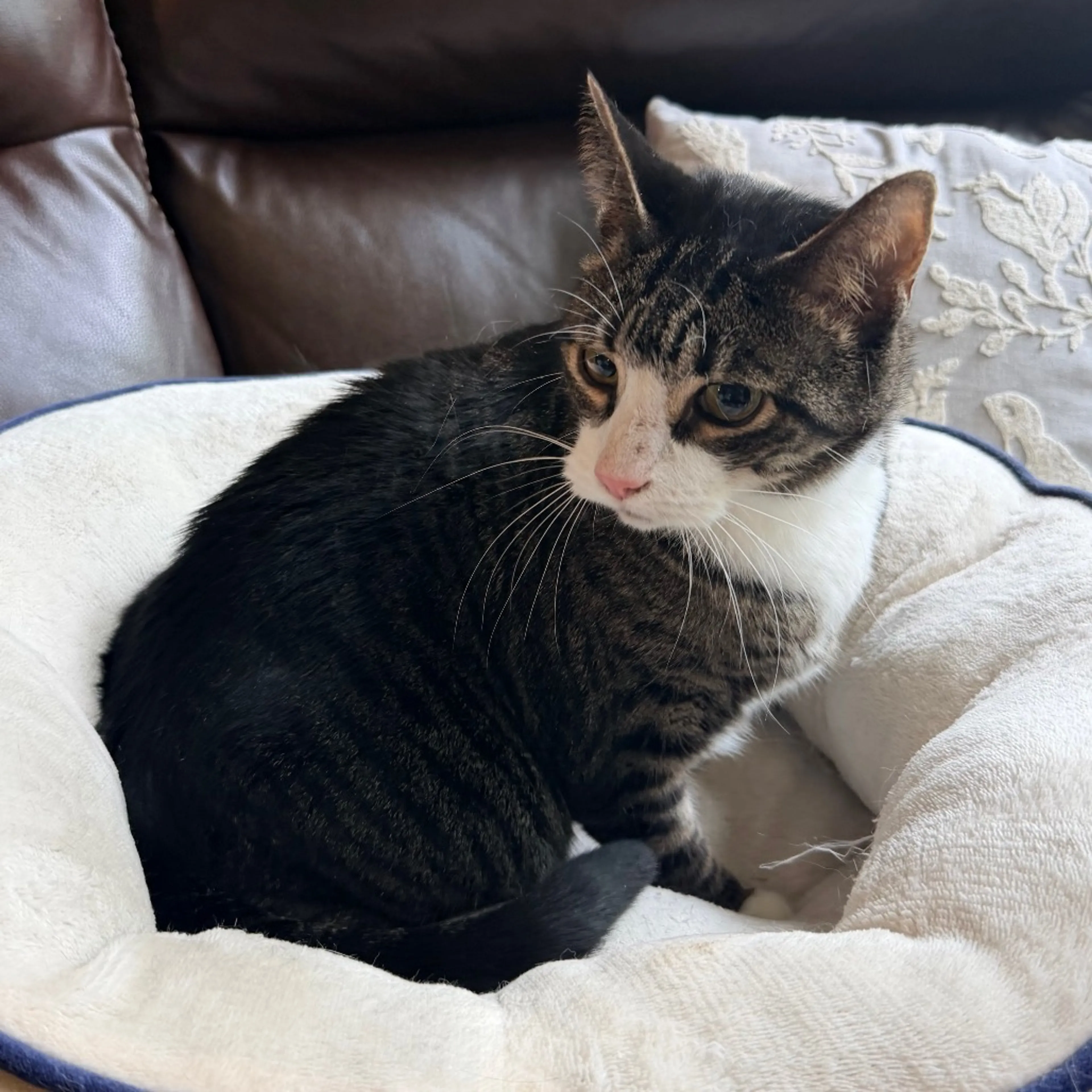 Found pet-7