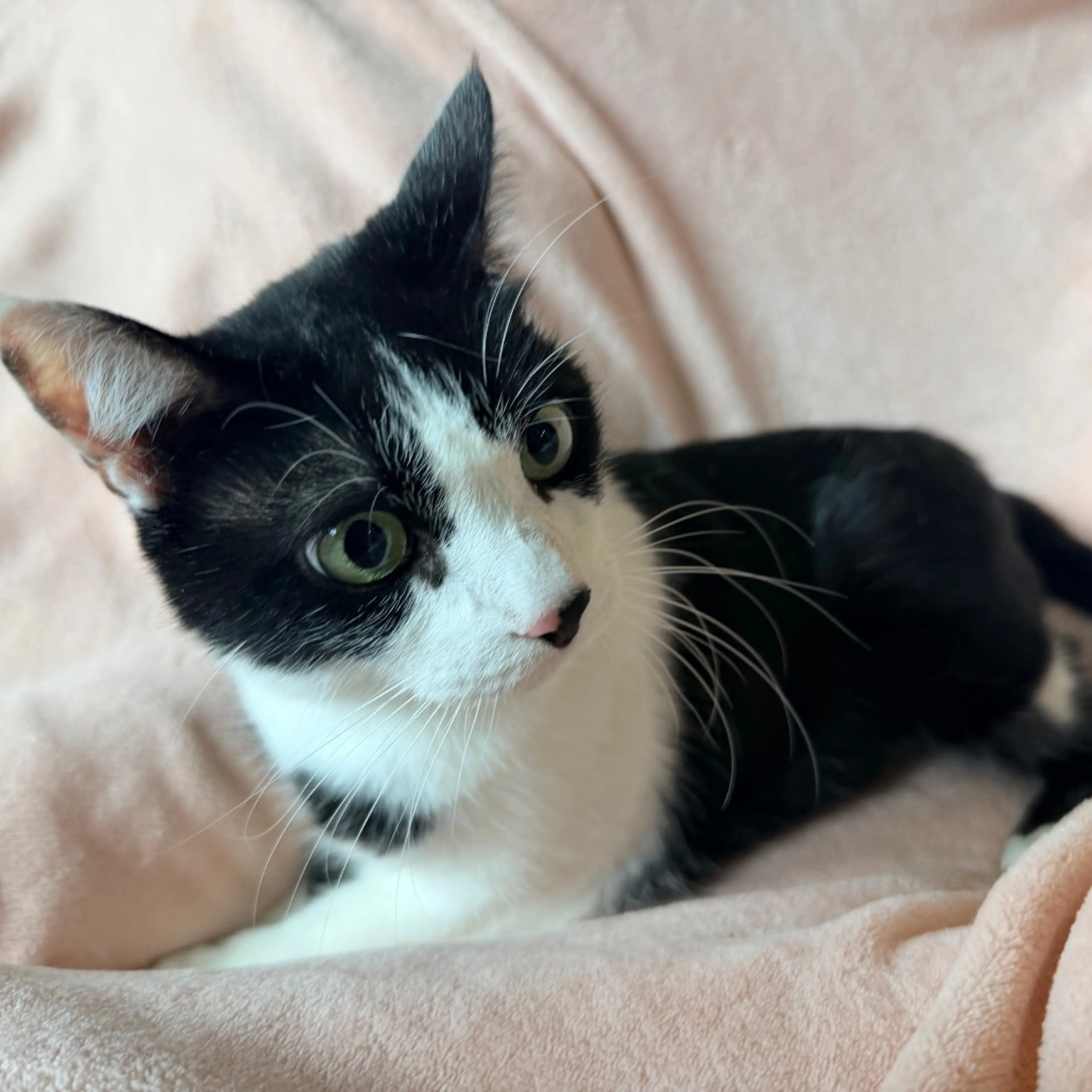 Found pet-6