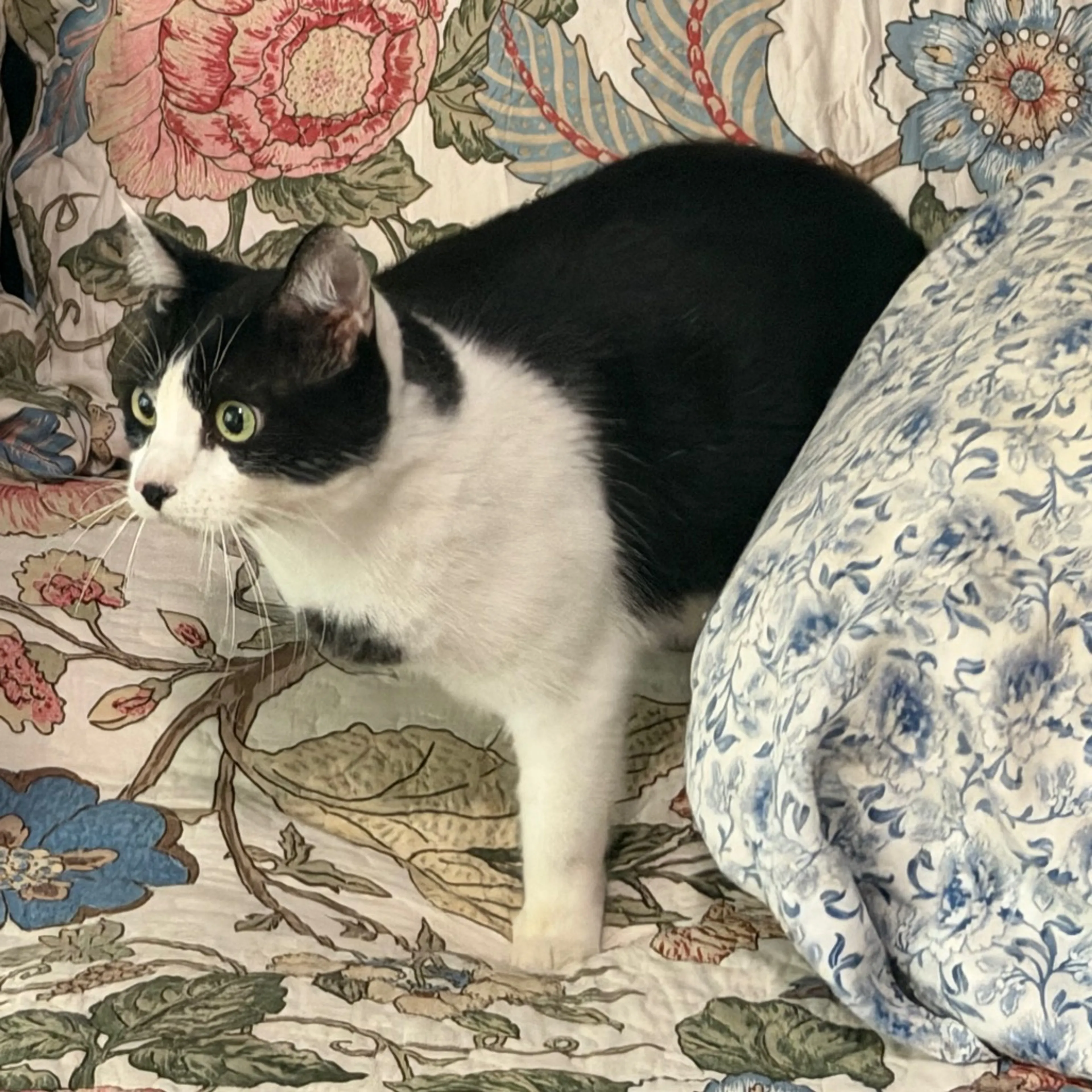Found pet-5