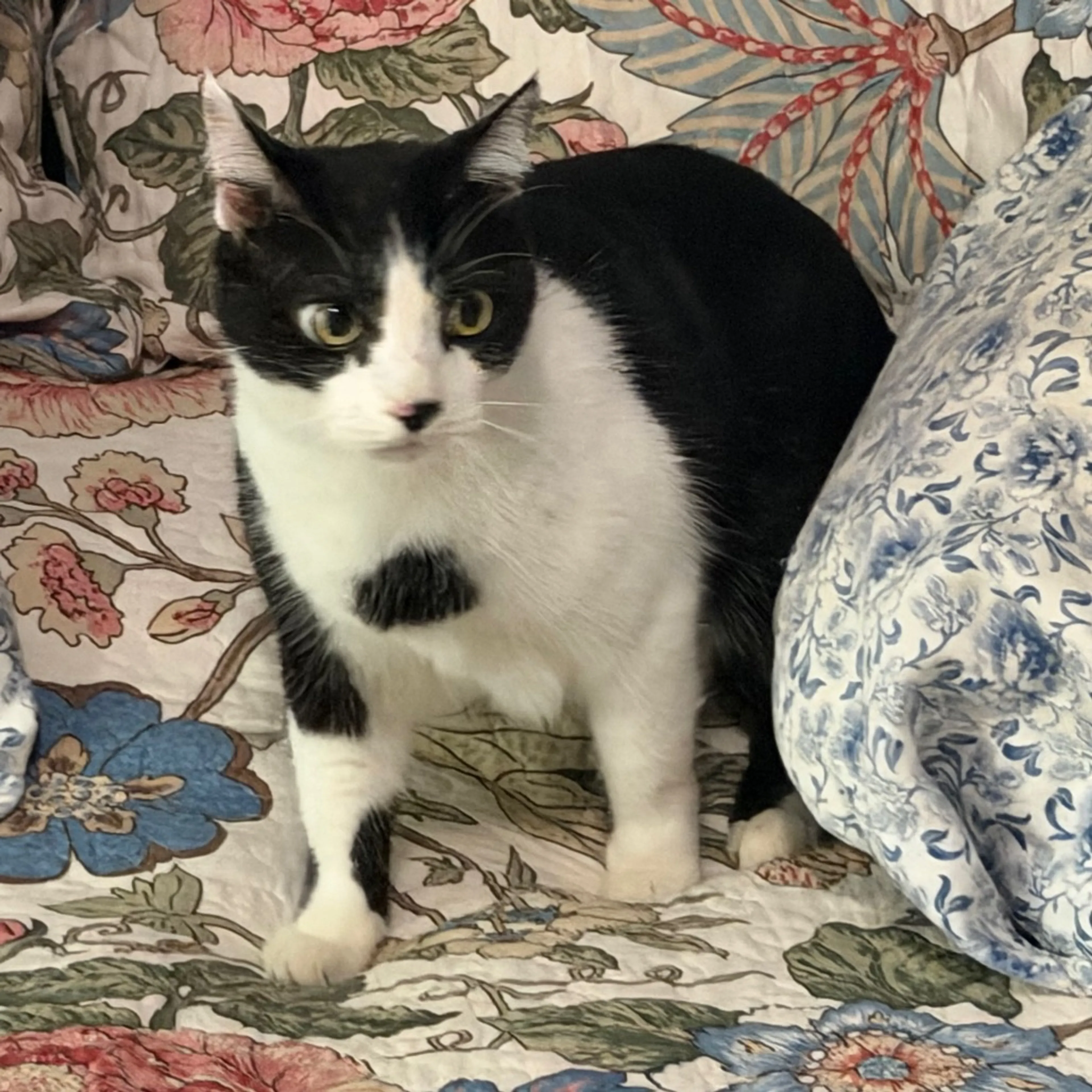 Found pet-2
