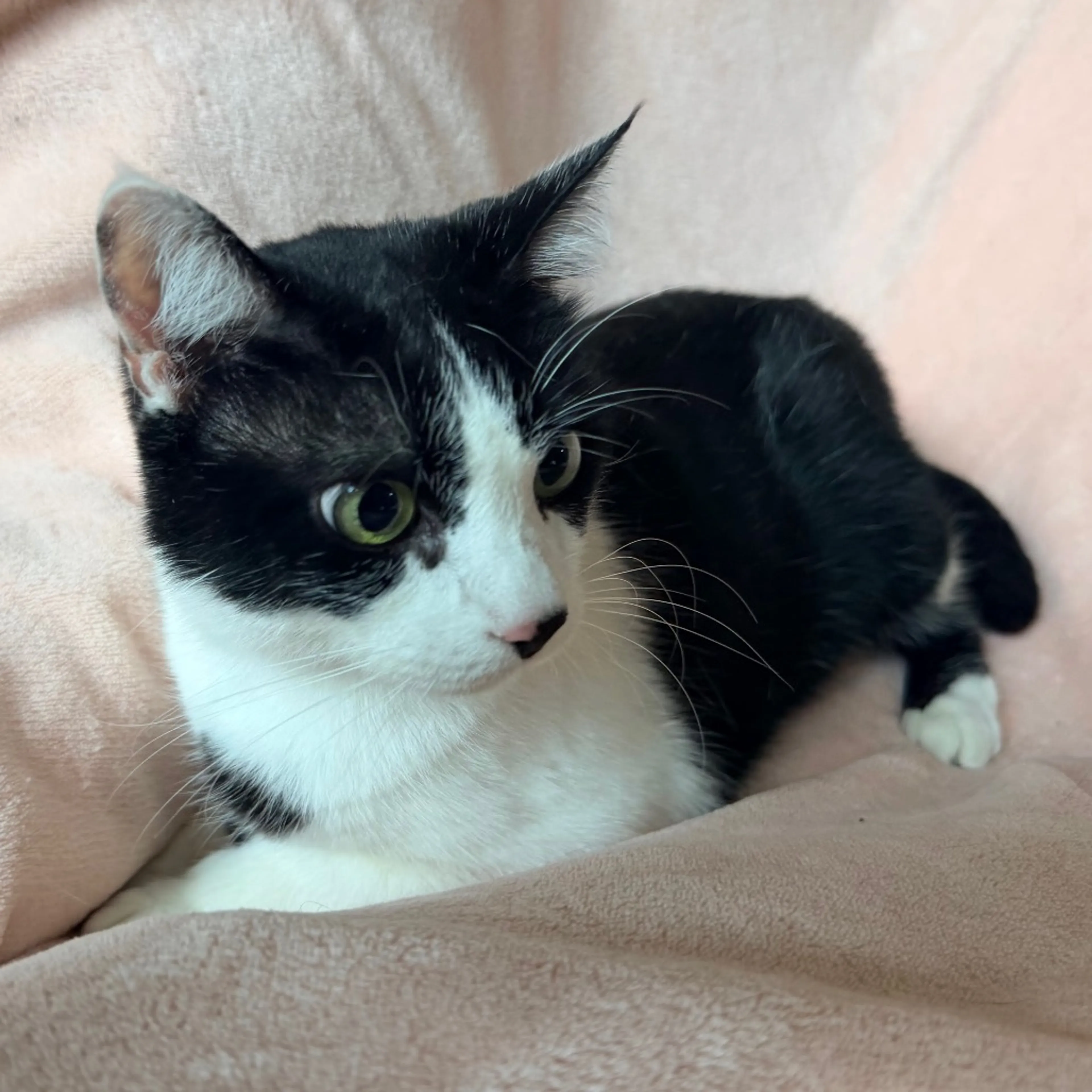 Found pet-4