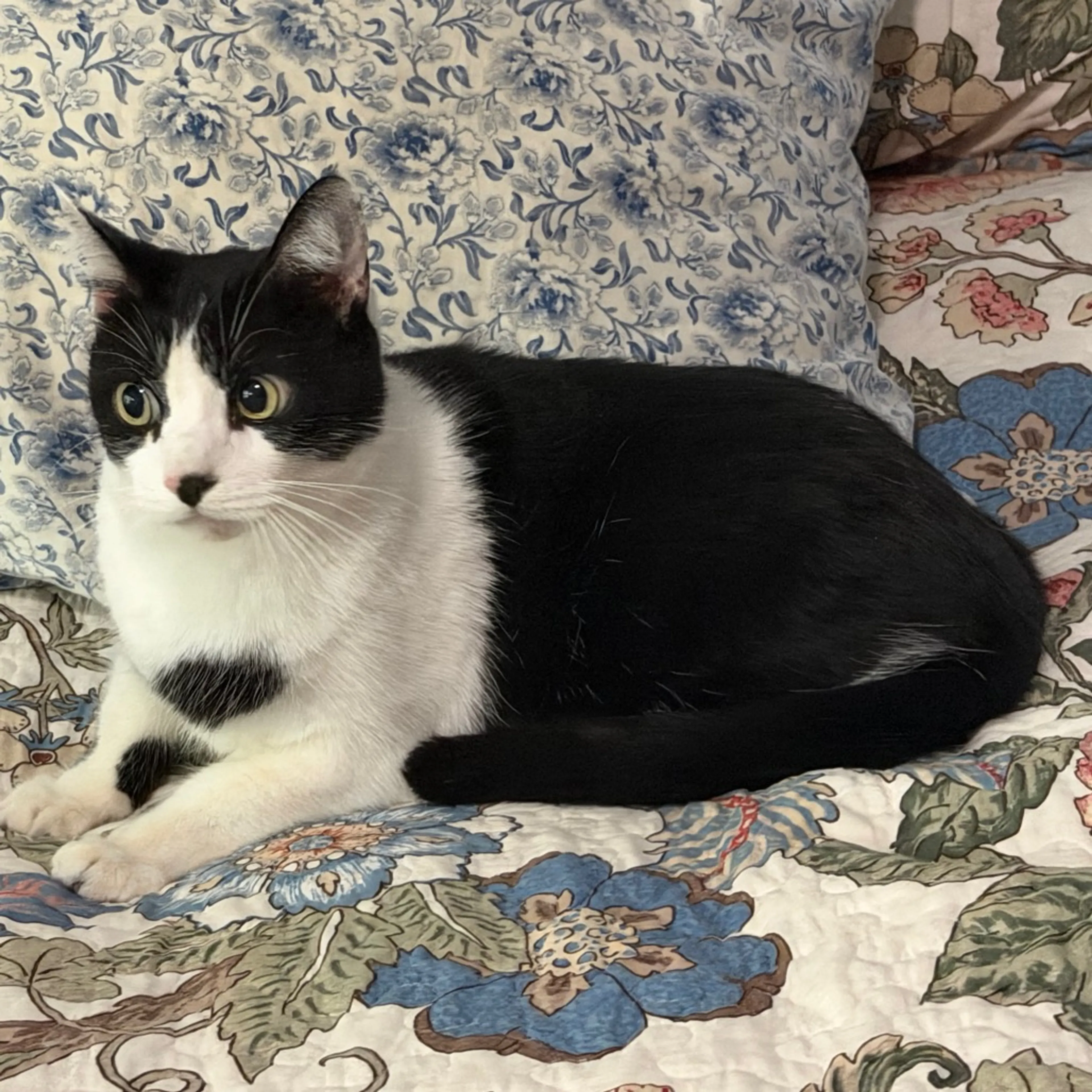 Found pet-3