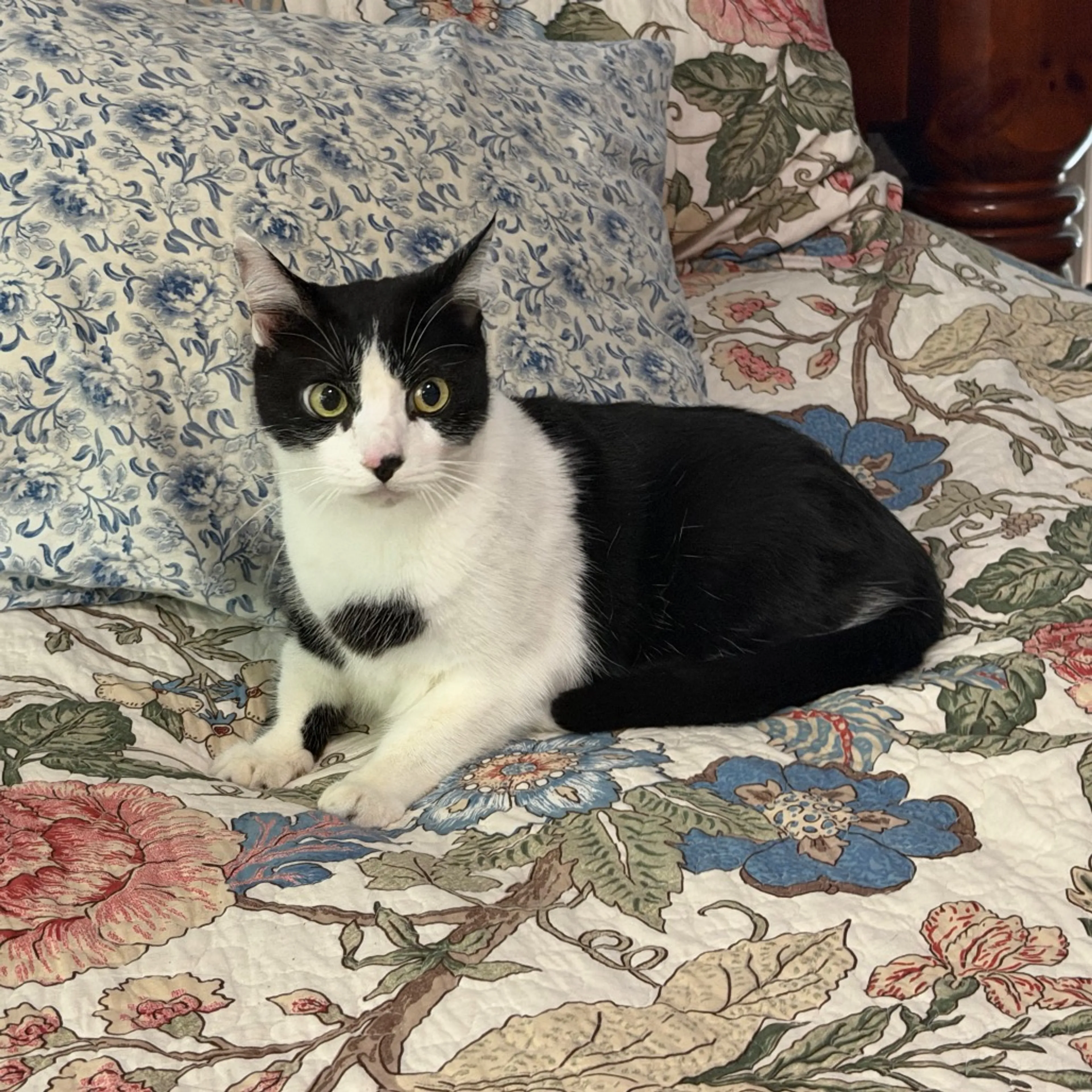 Found pet-1