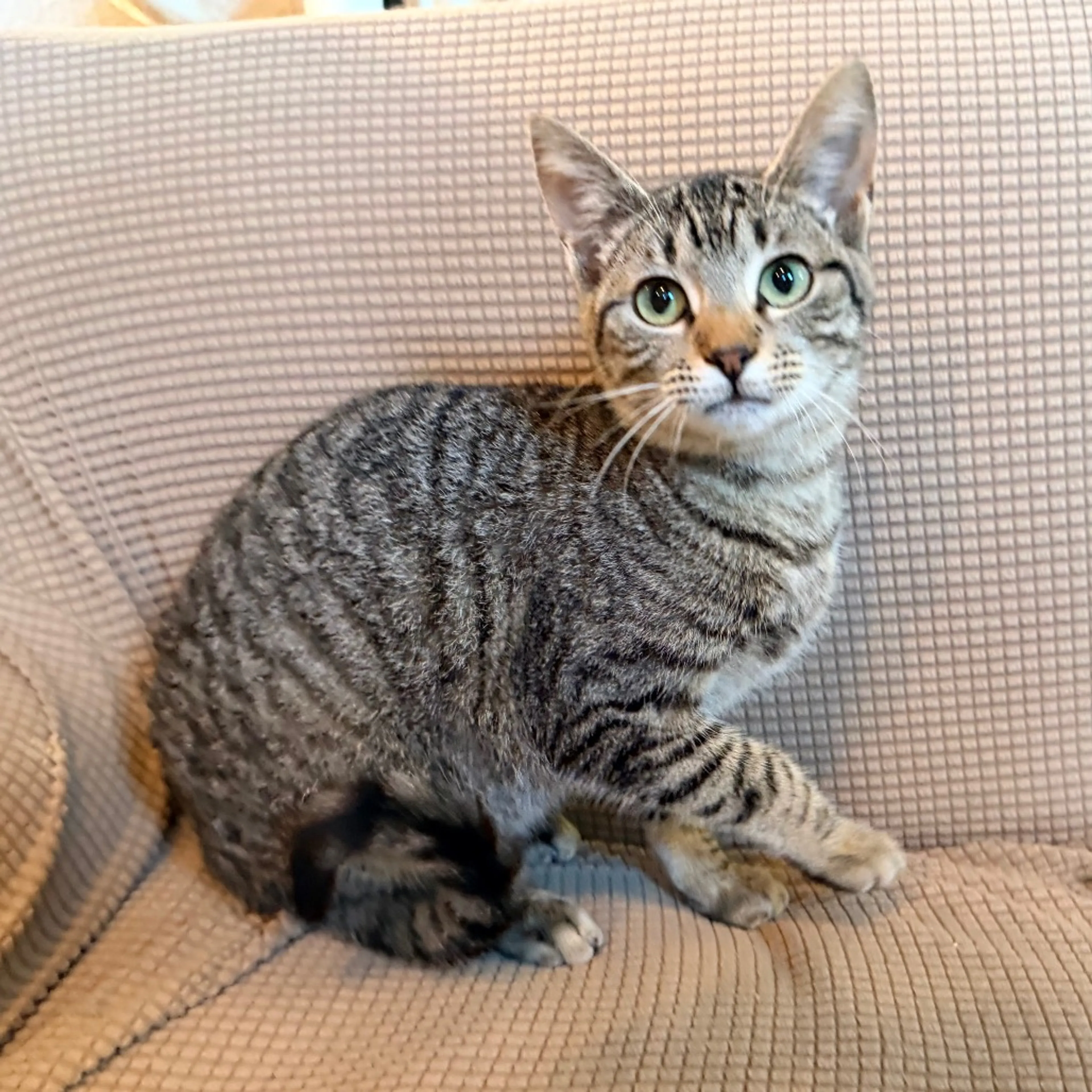 Found pet-2
