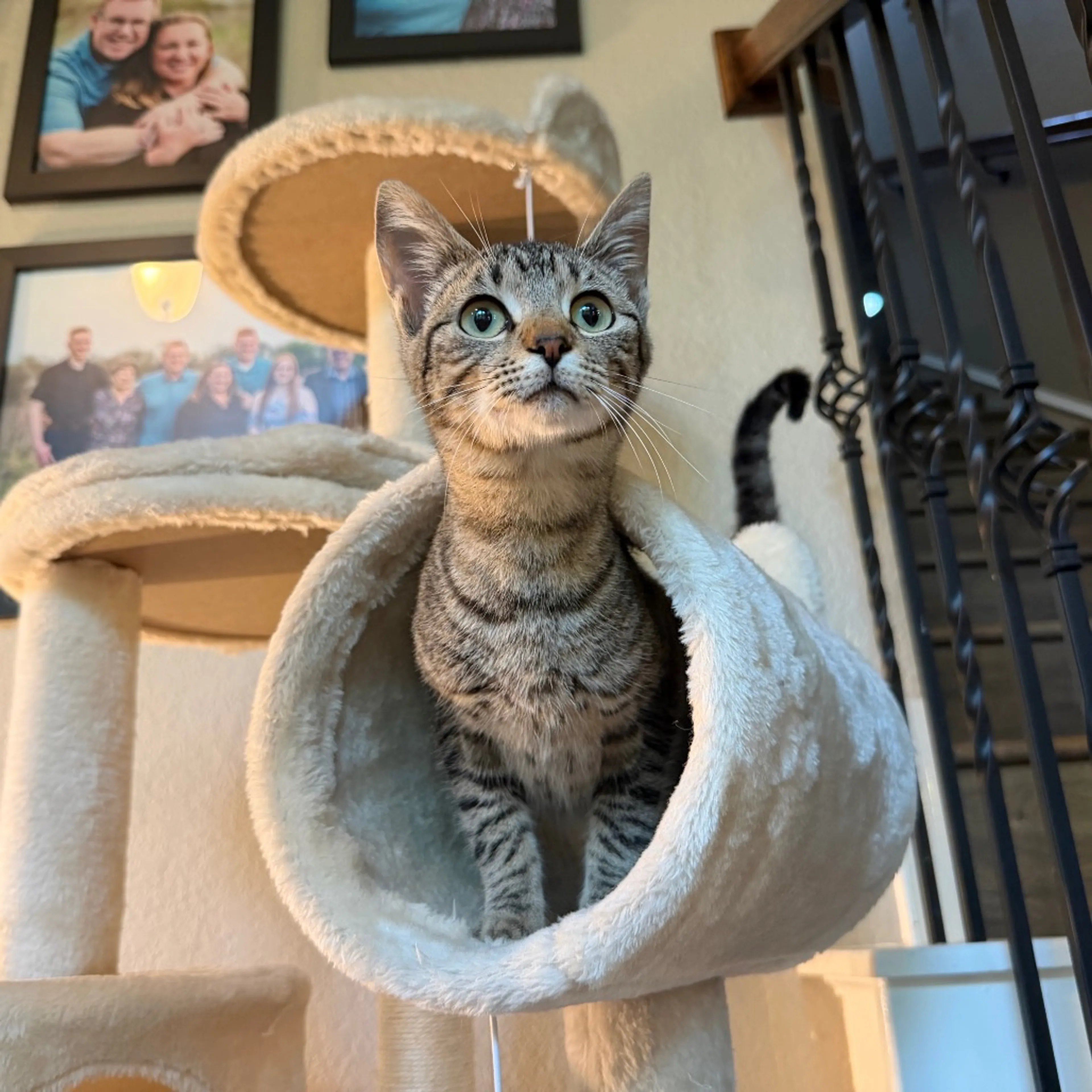 Found pet-3