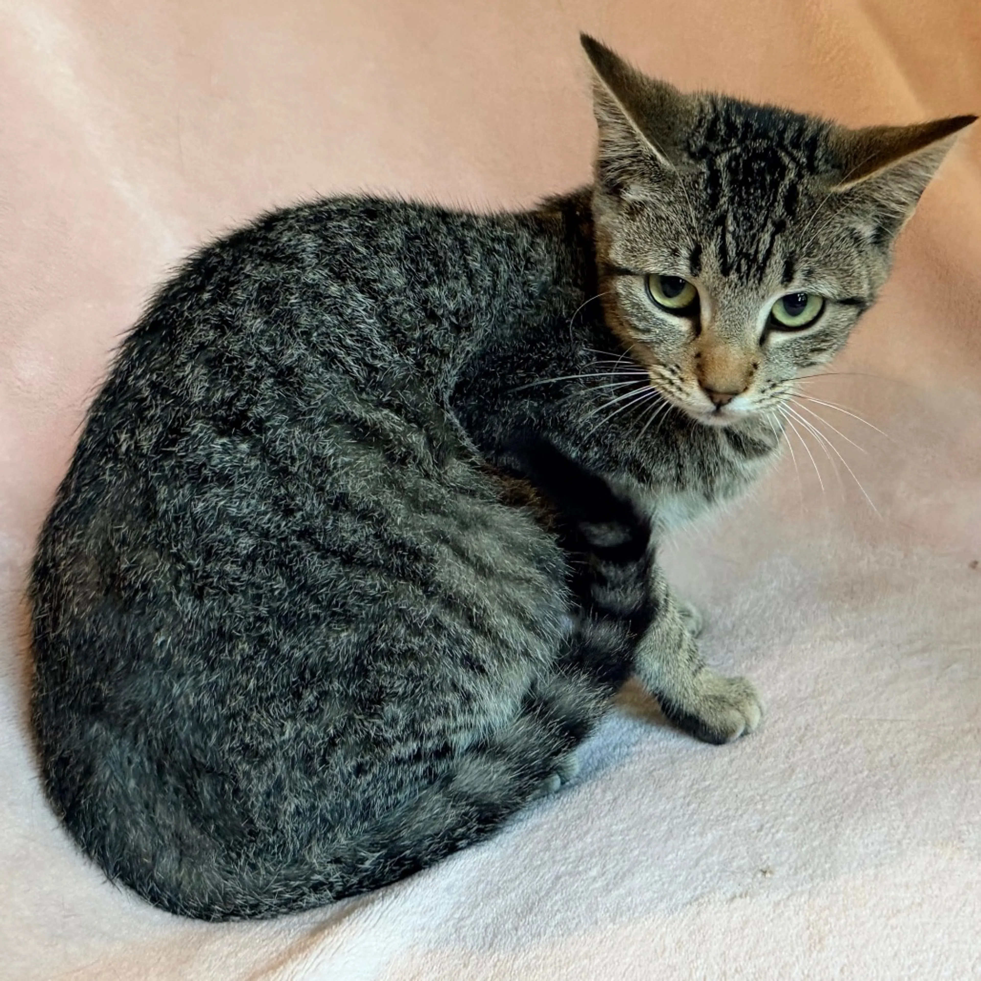 Found pet-5