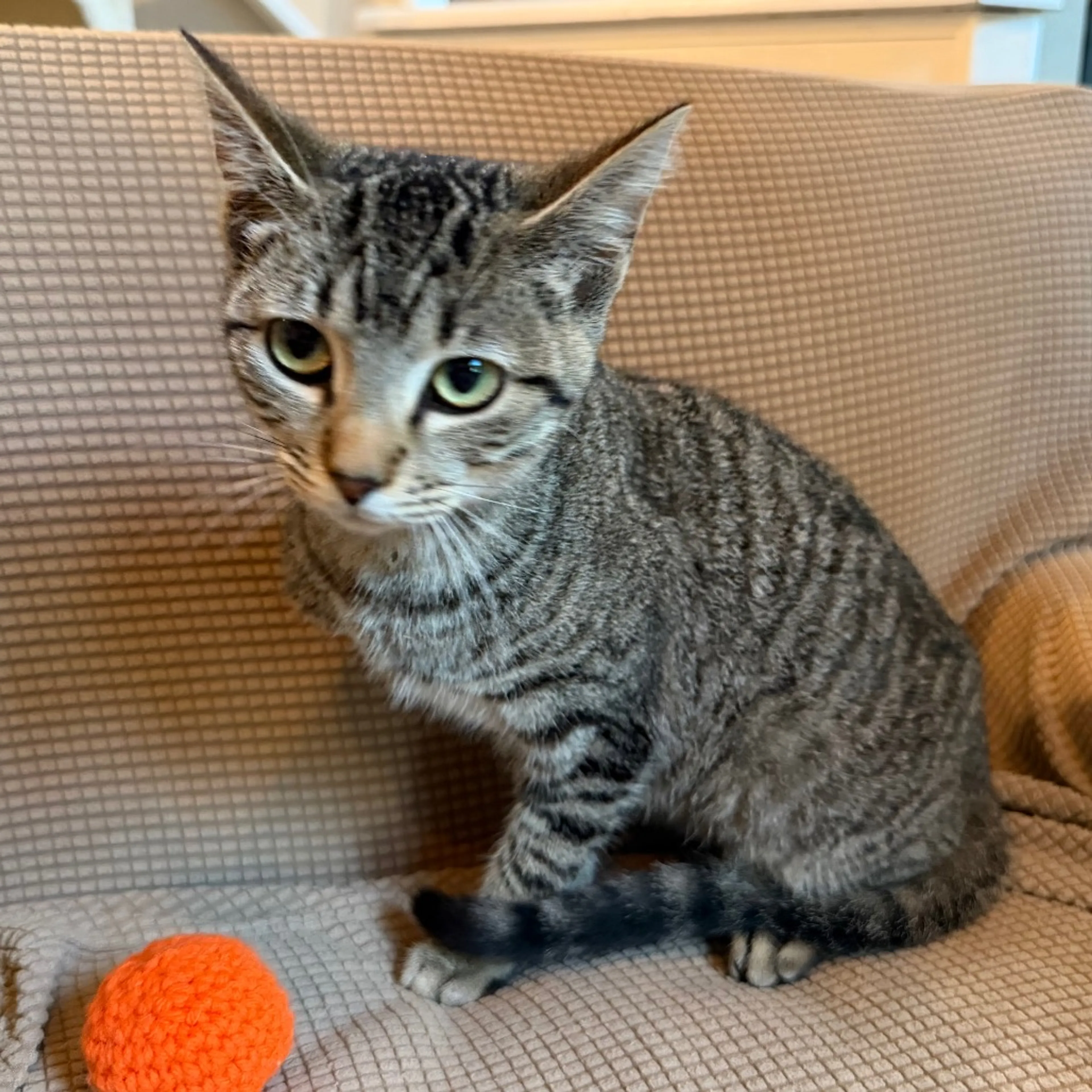 Found pet-4