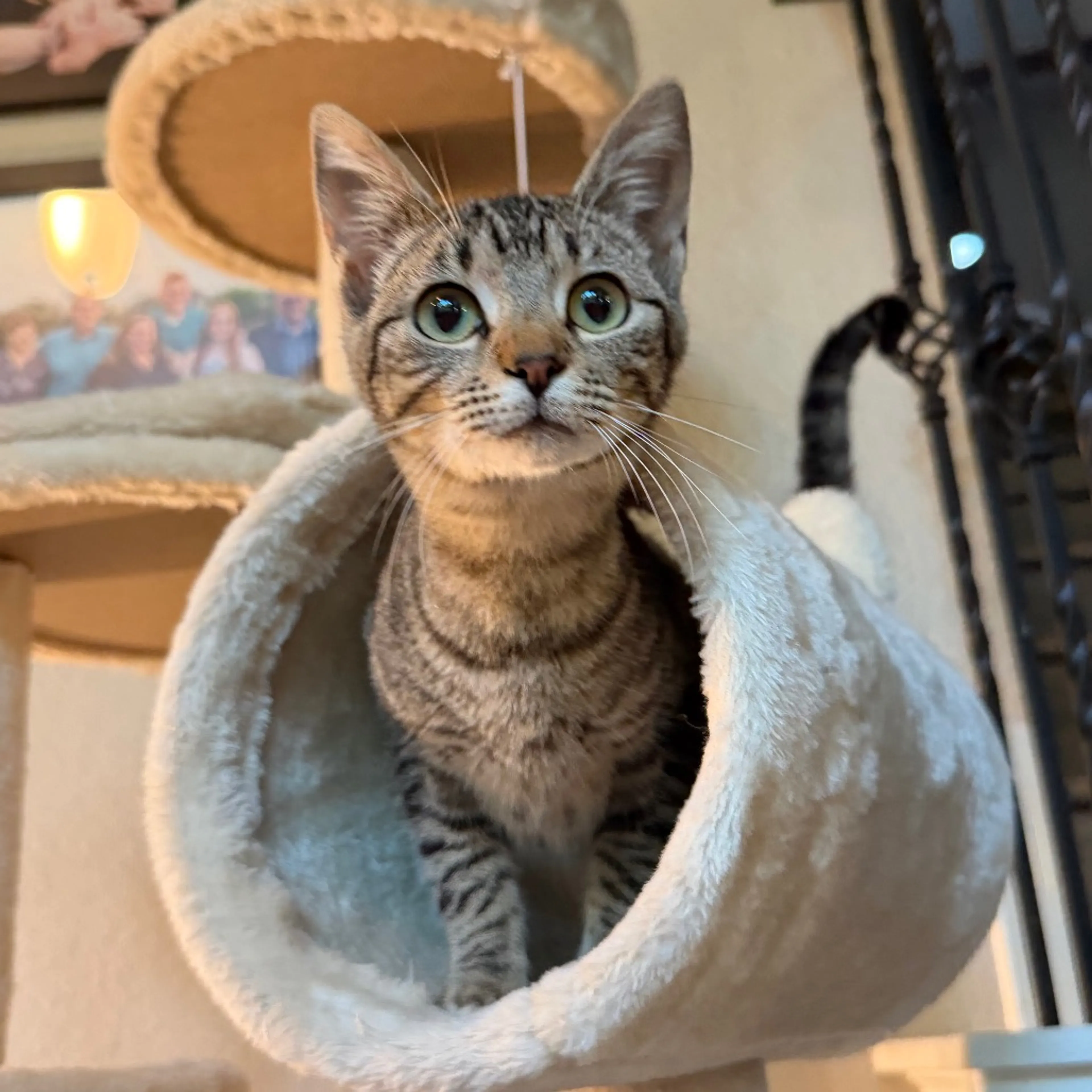 Found pet-0