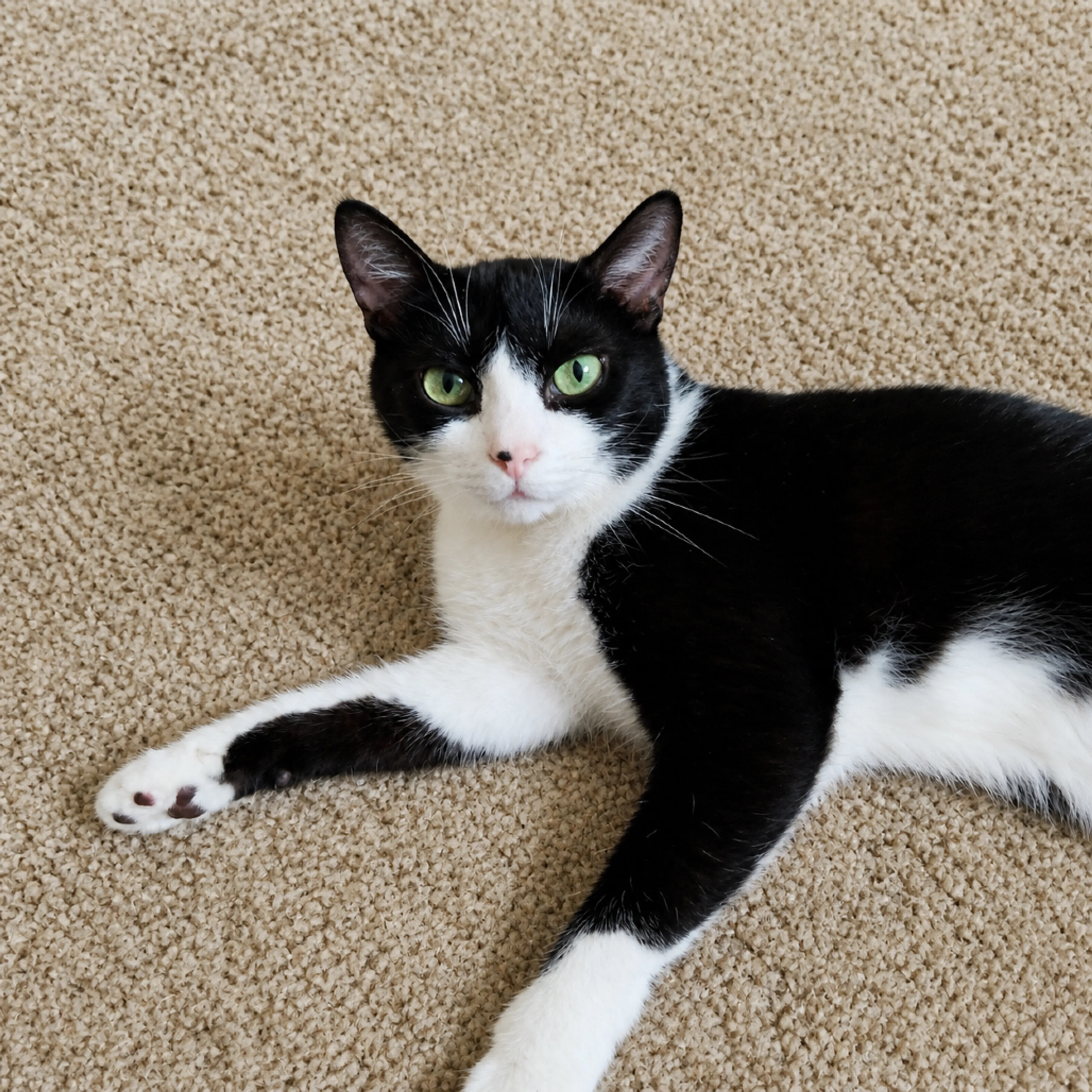 Found pet-2