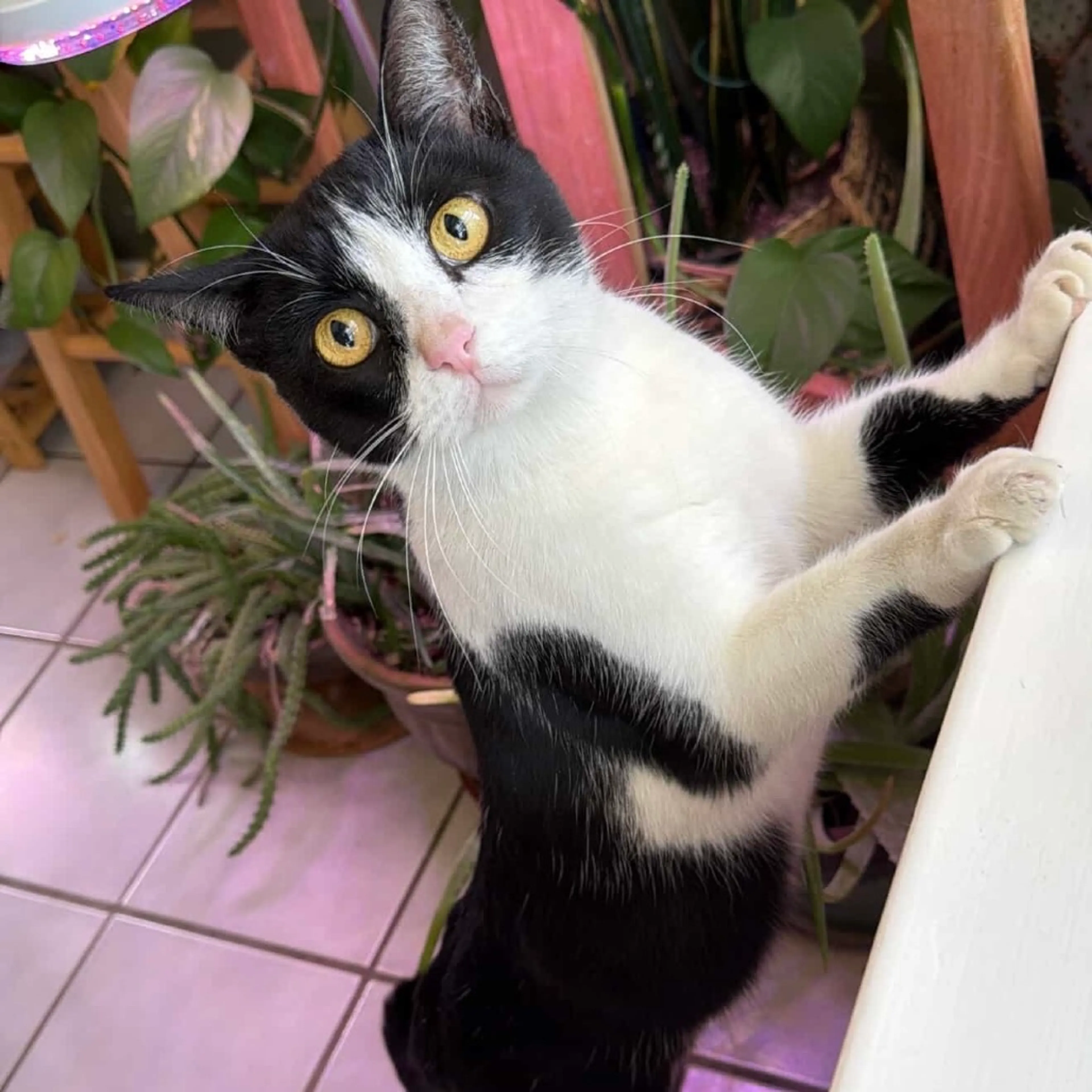 Found pet-3