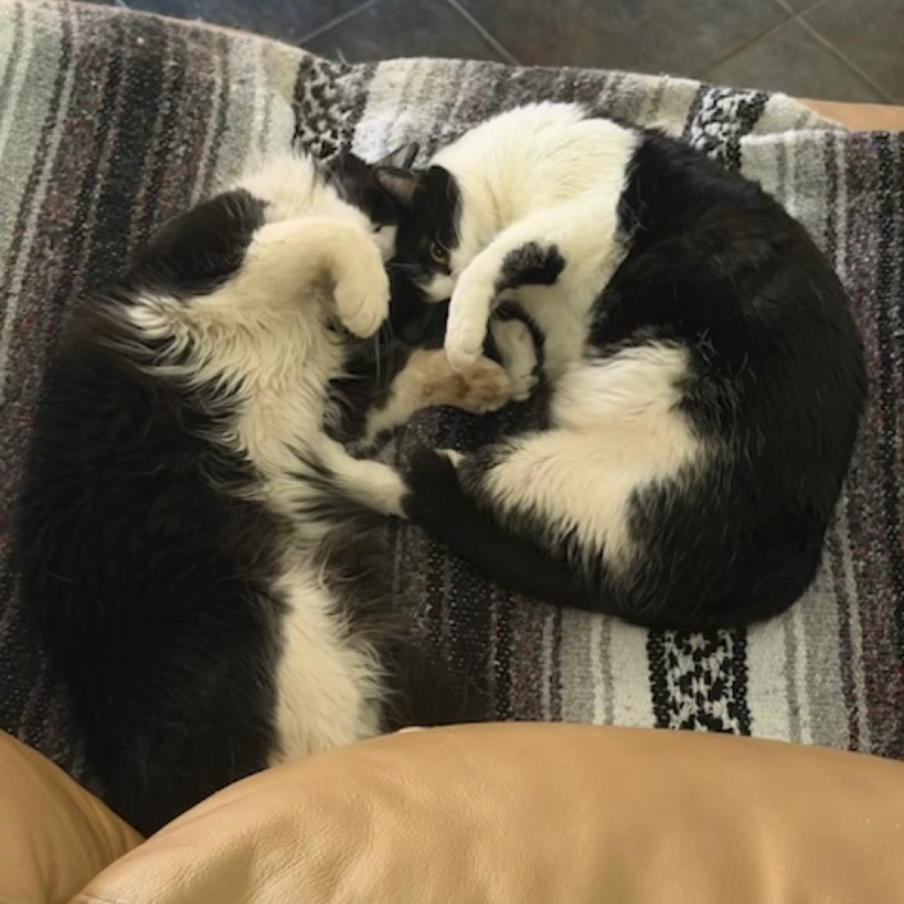 Found pet-4