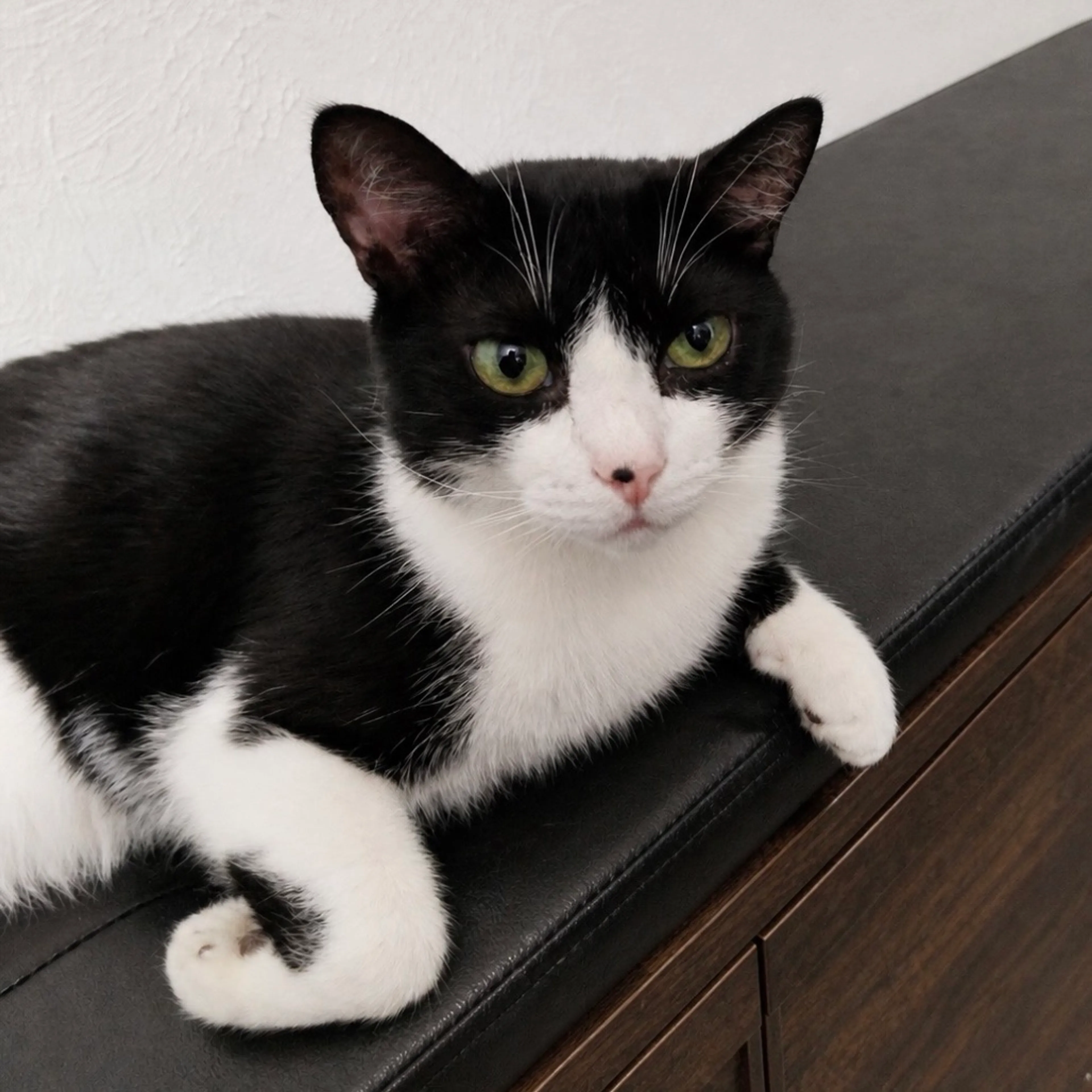 Found pet-1