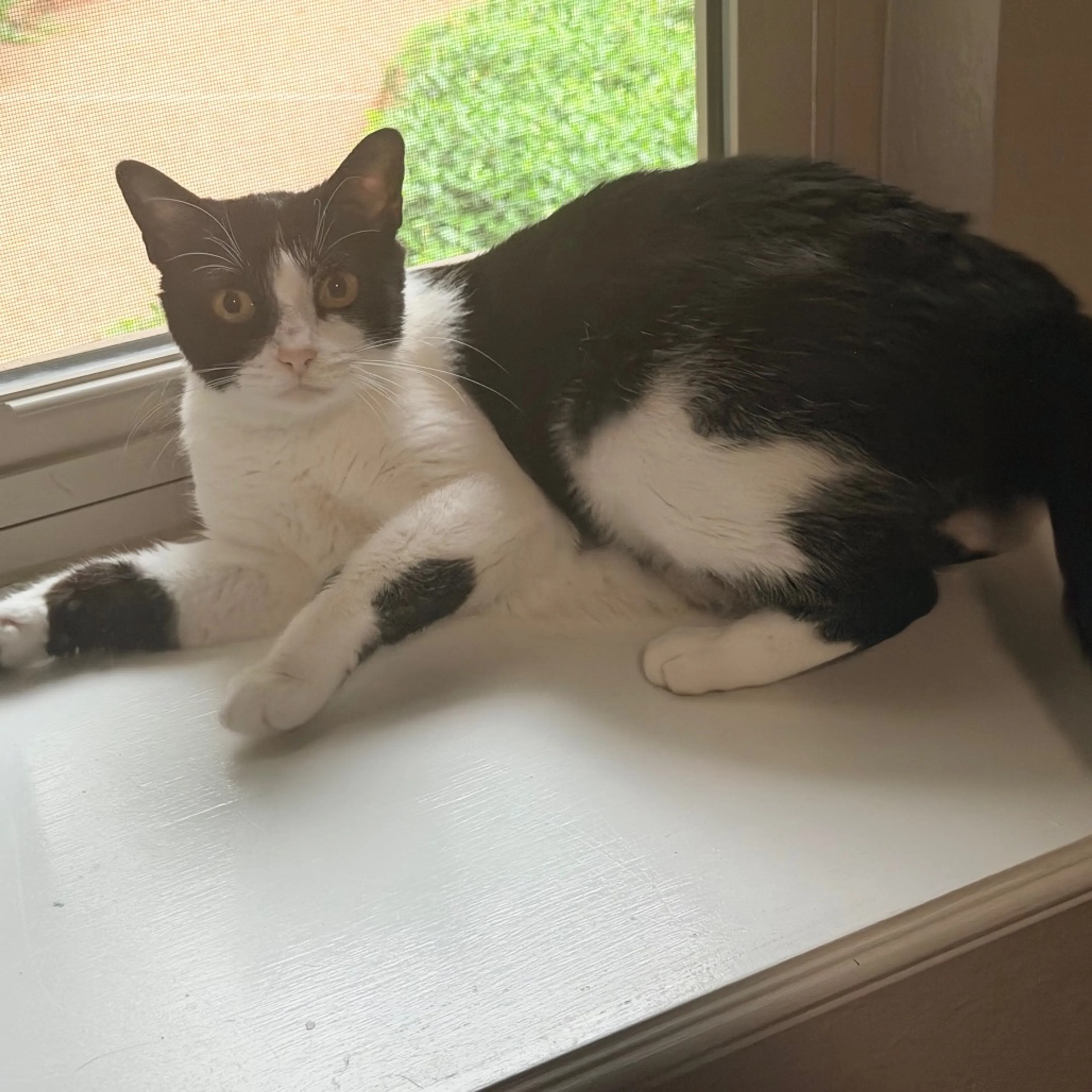 Found pet-5
