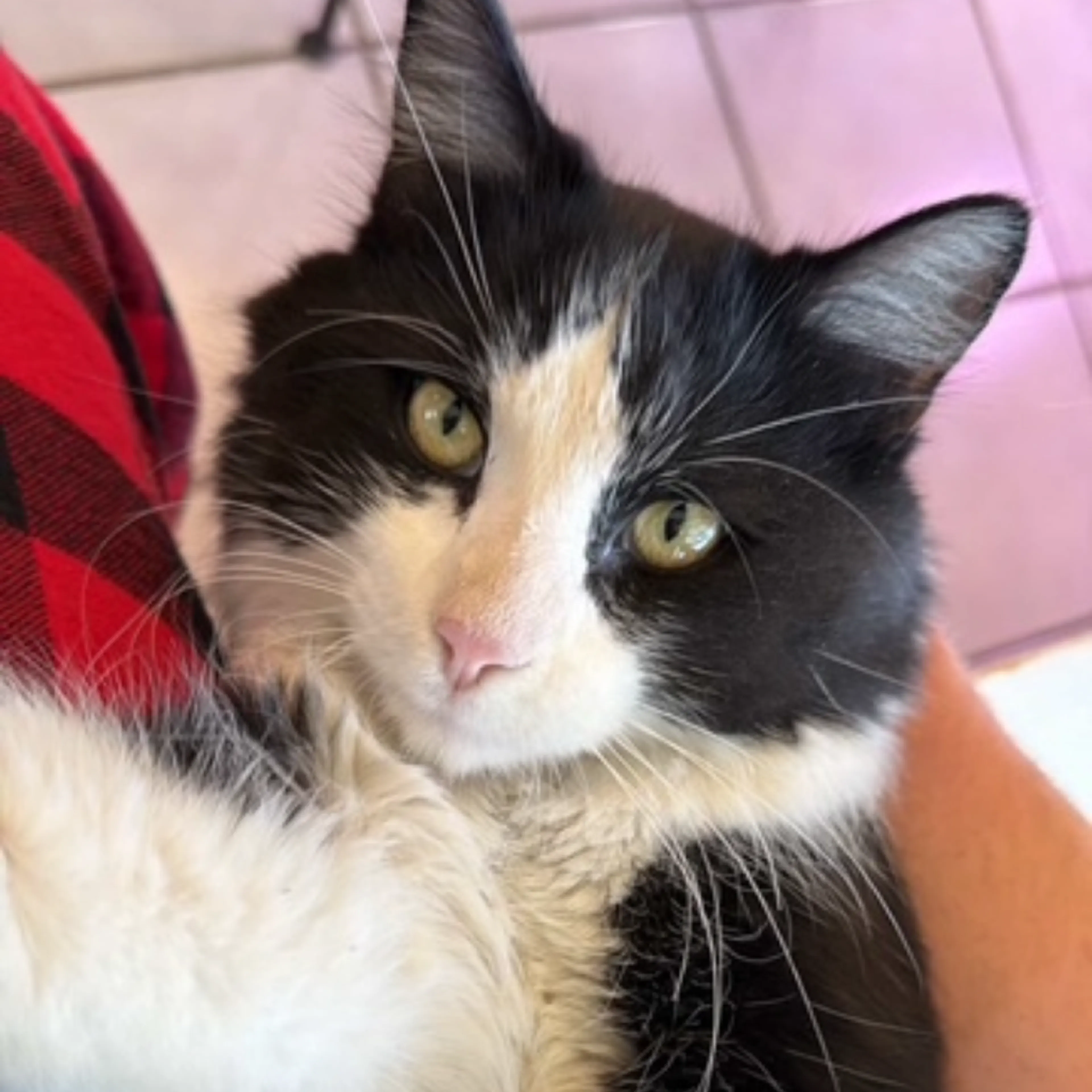 Found pet-2