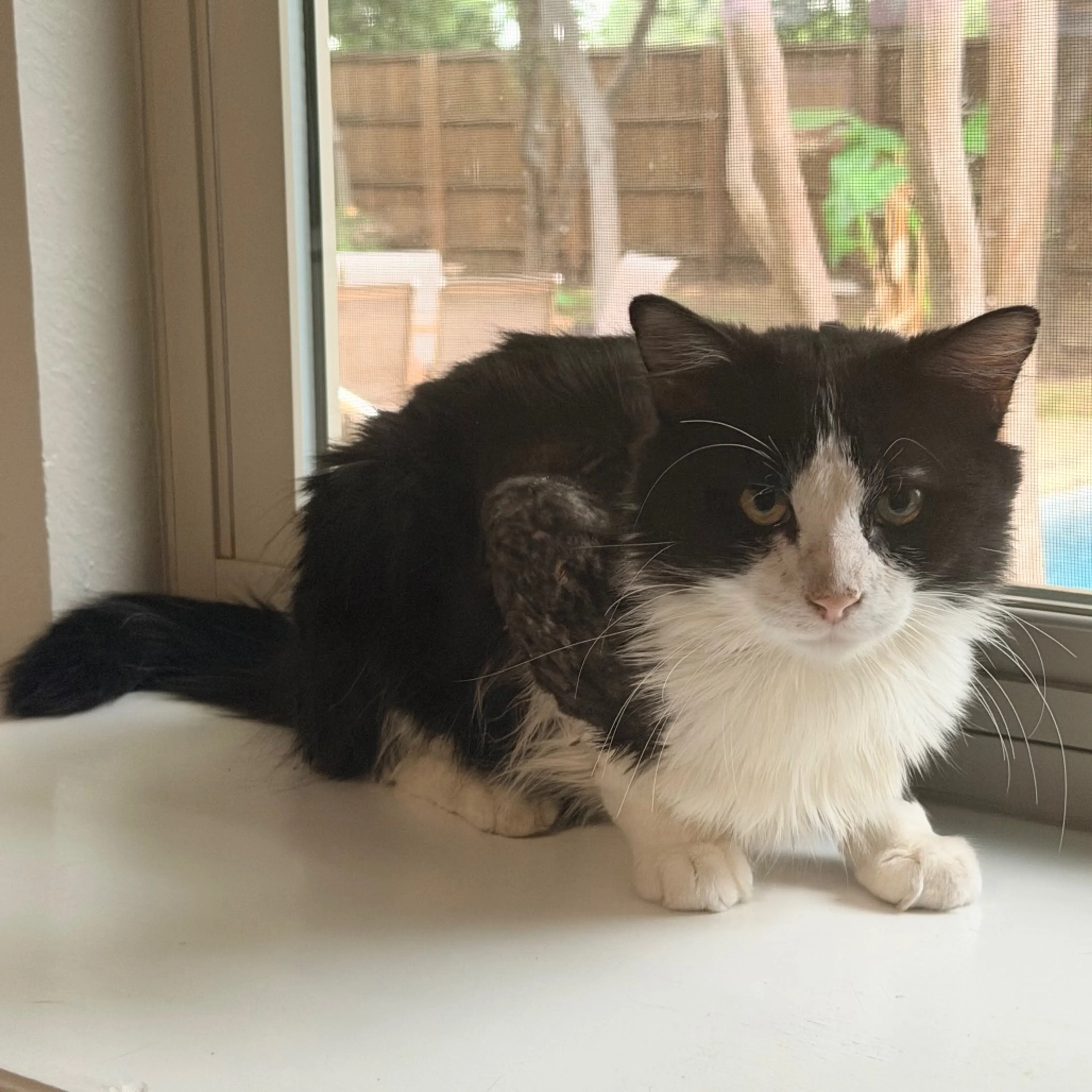Found pet-8