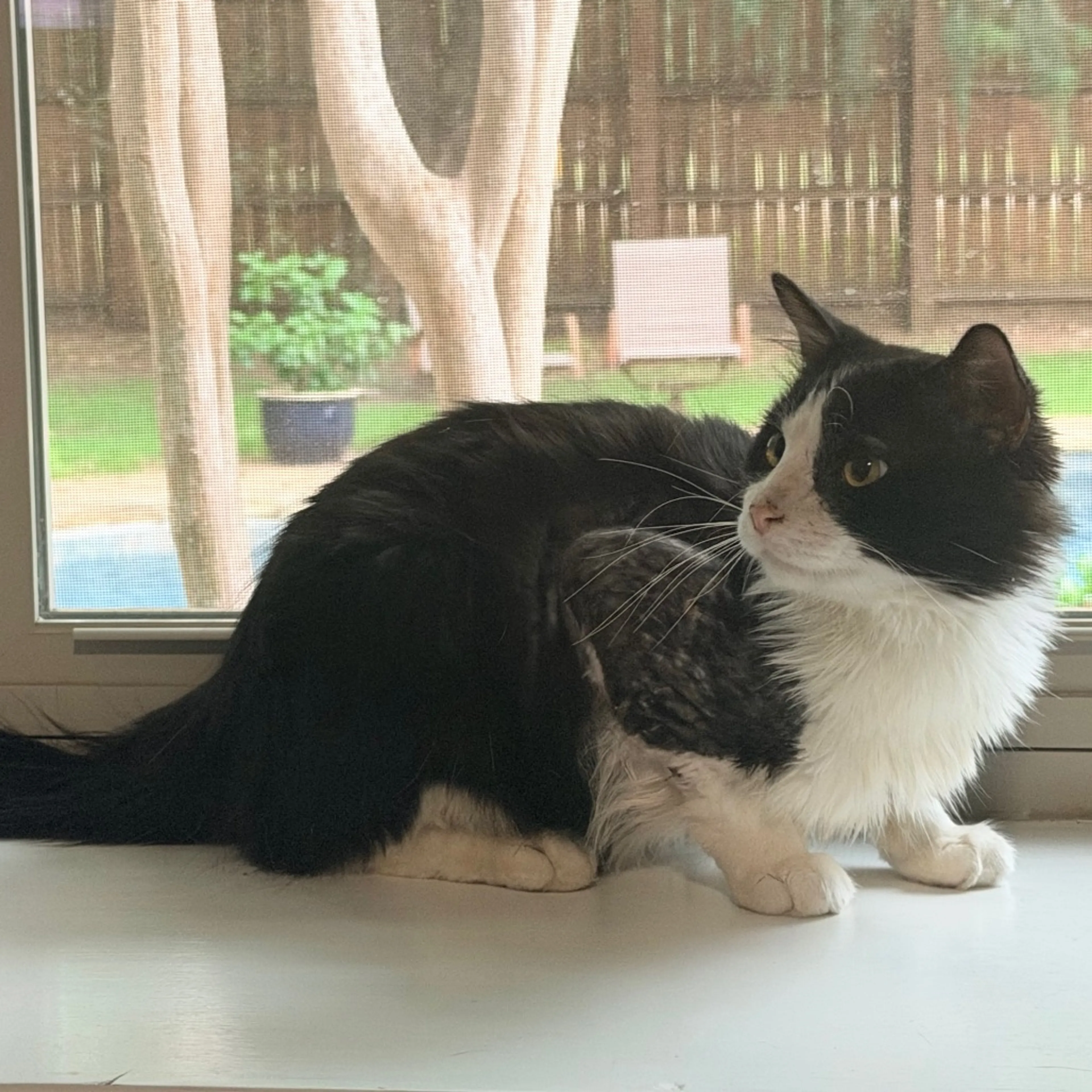 Found pet-9