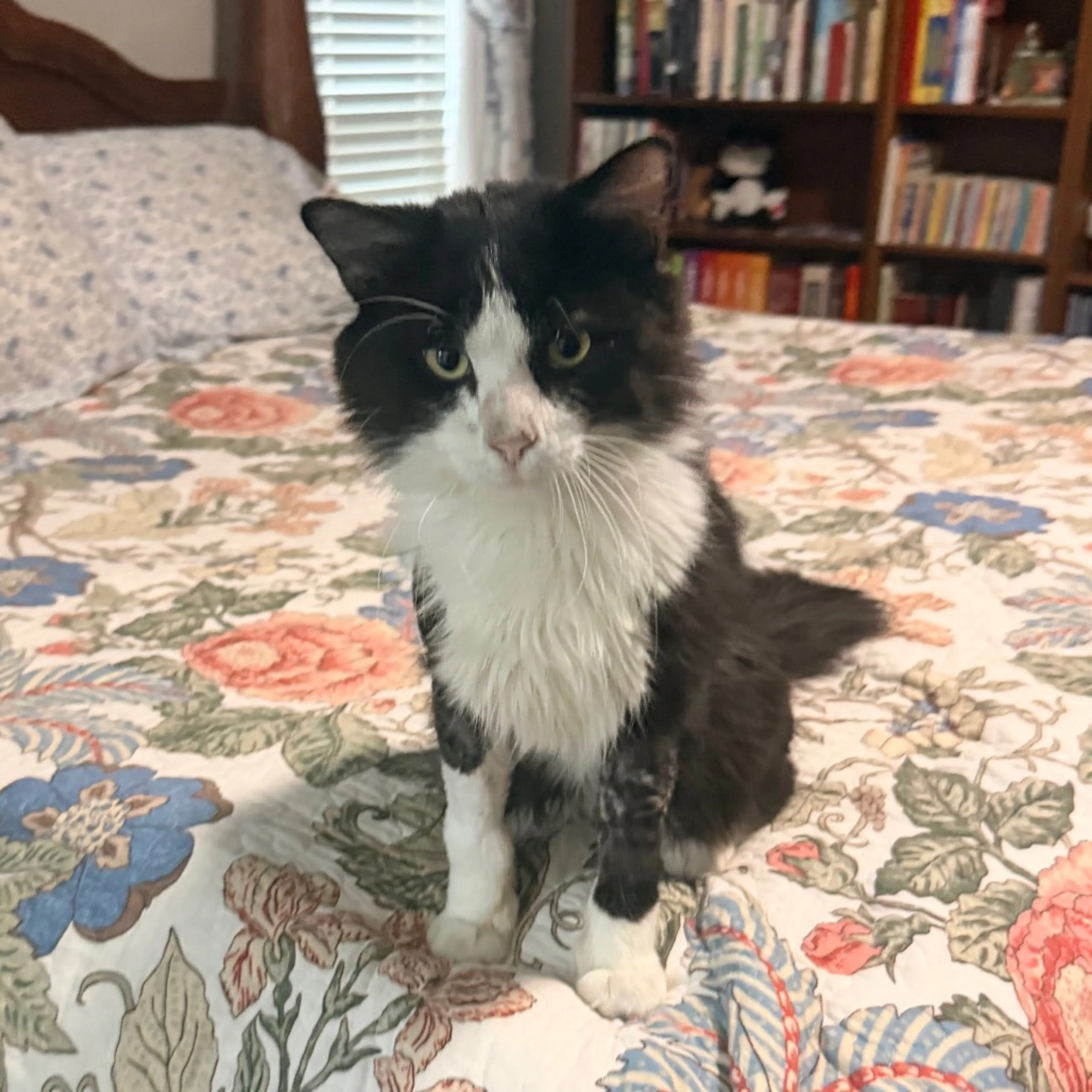 Found pet-7