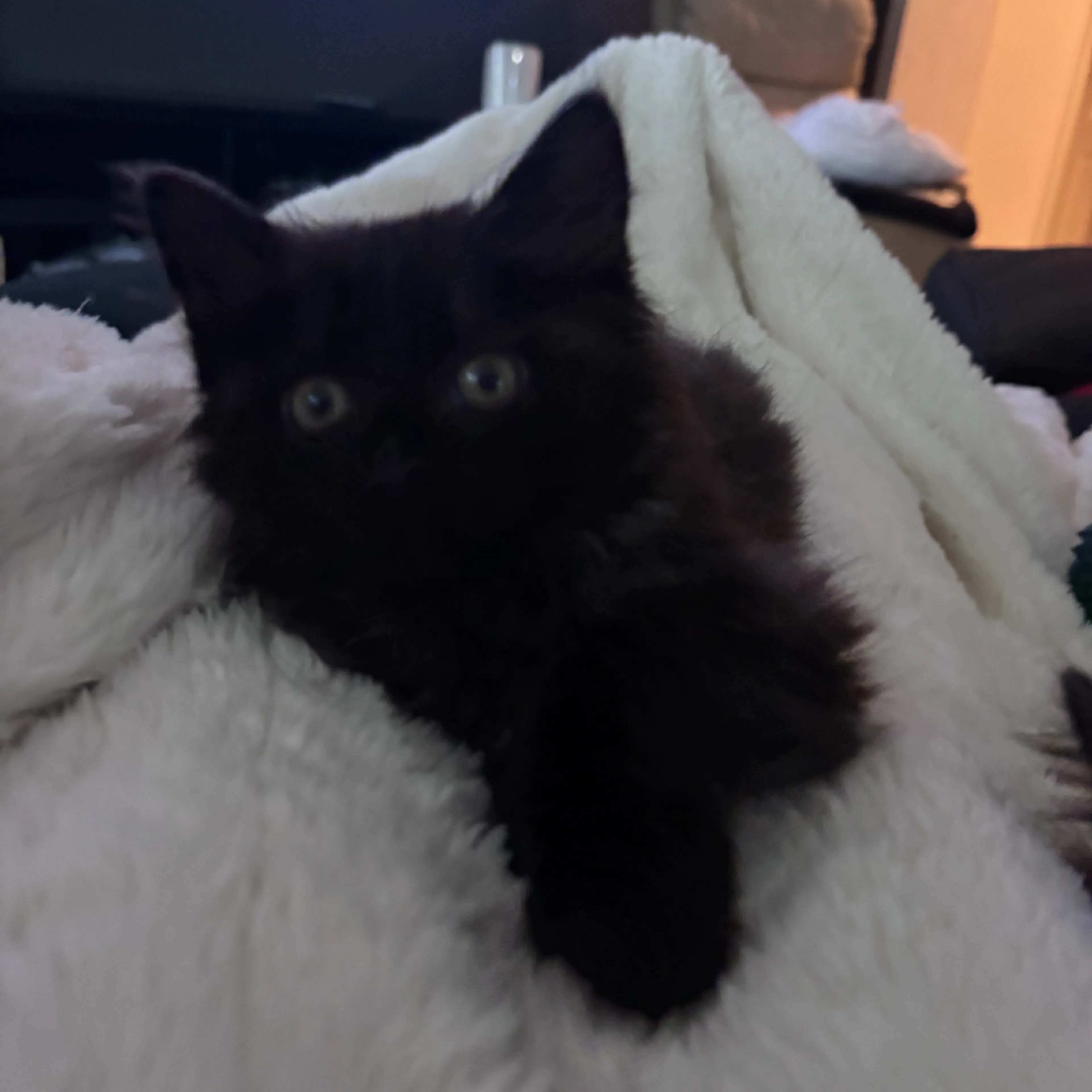 Found pet-8