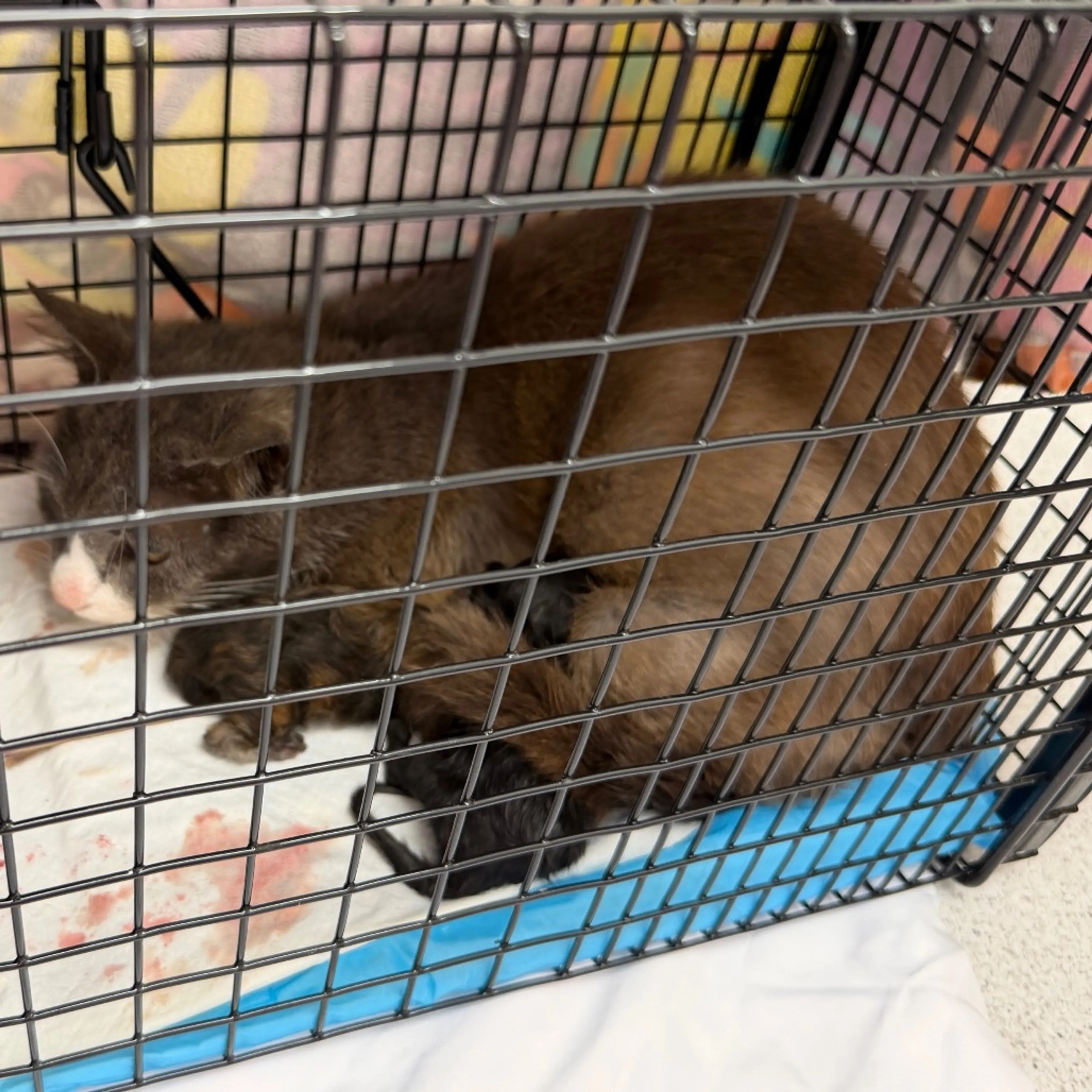 Found pet-3