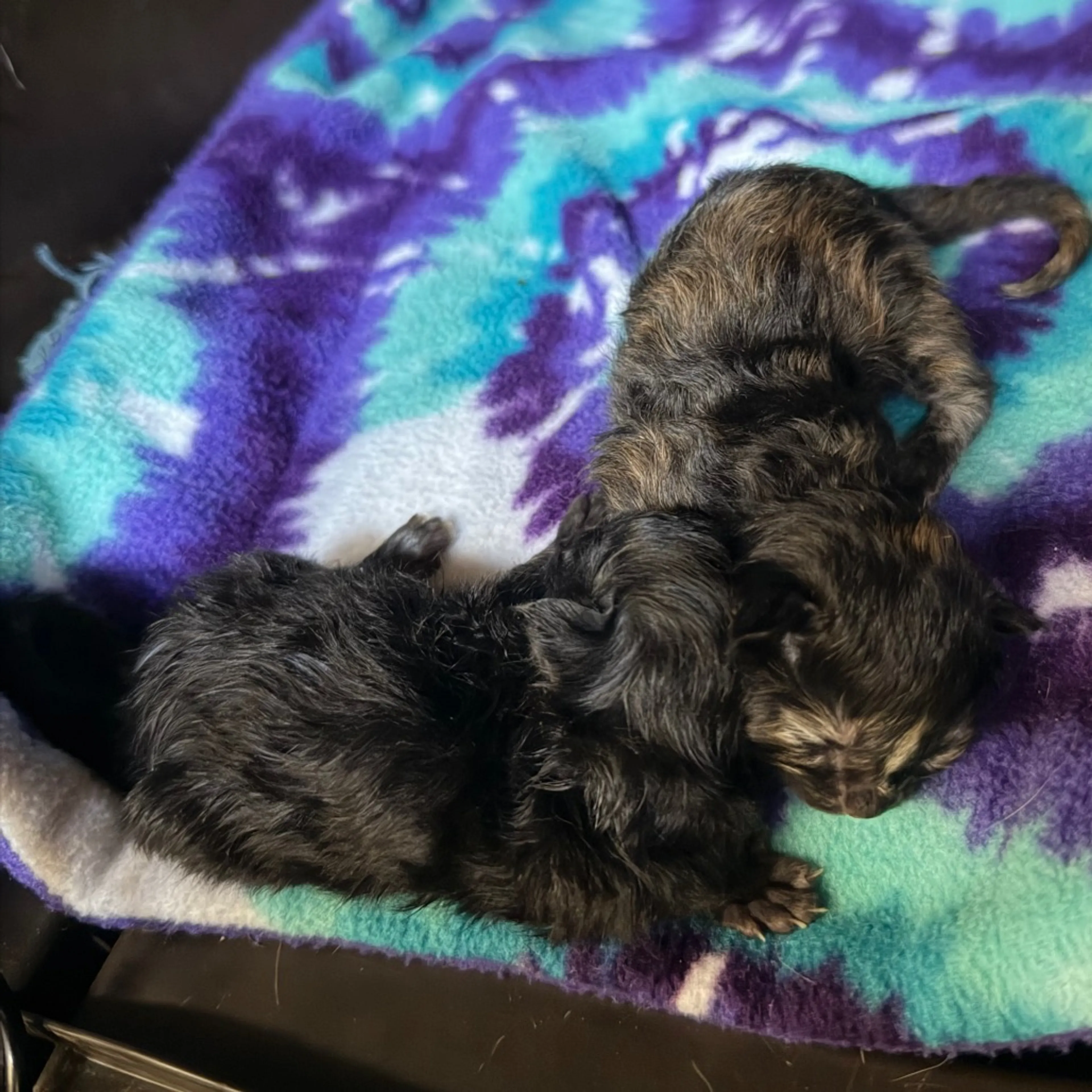 Found pet-2