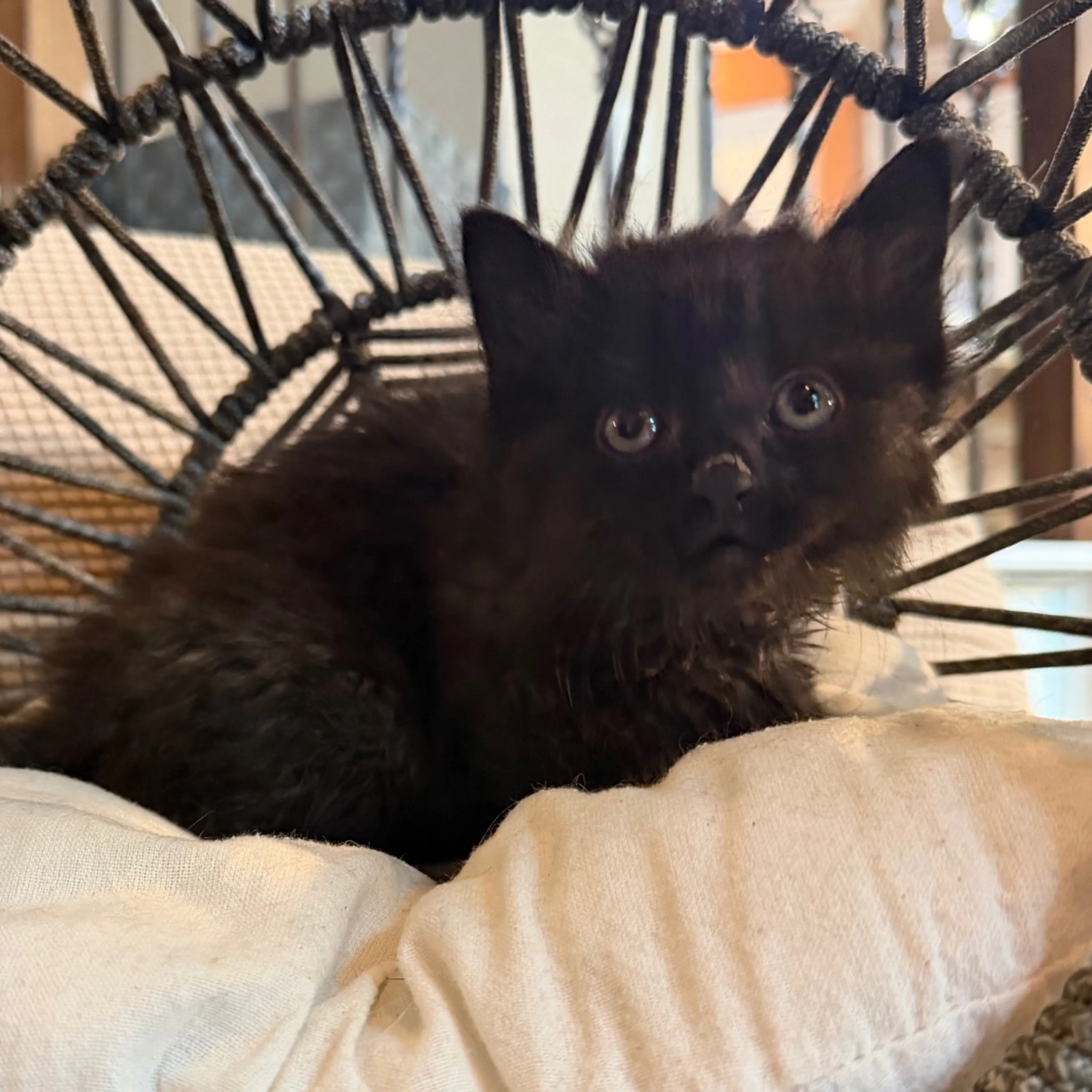 Found pet-6