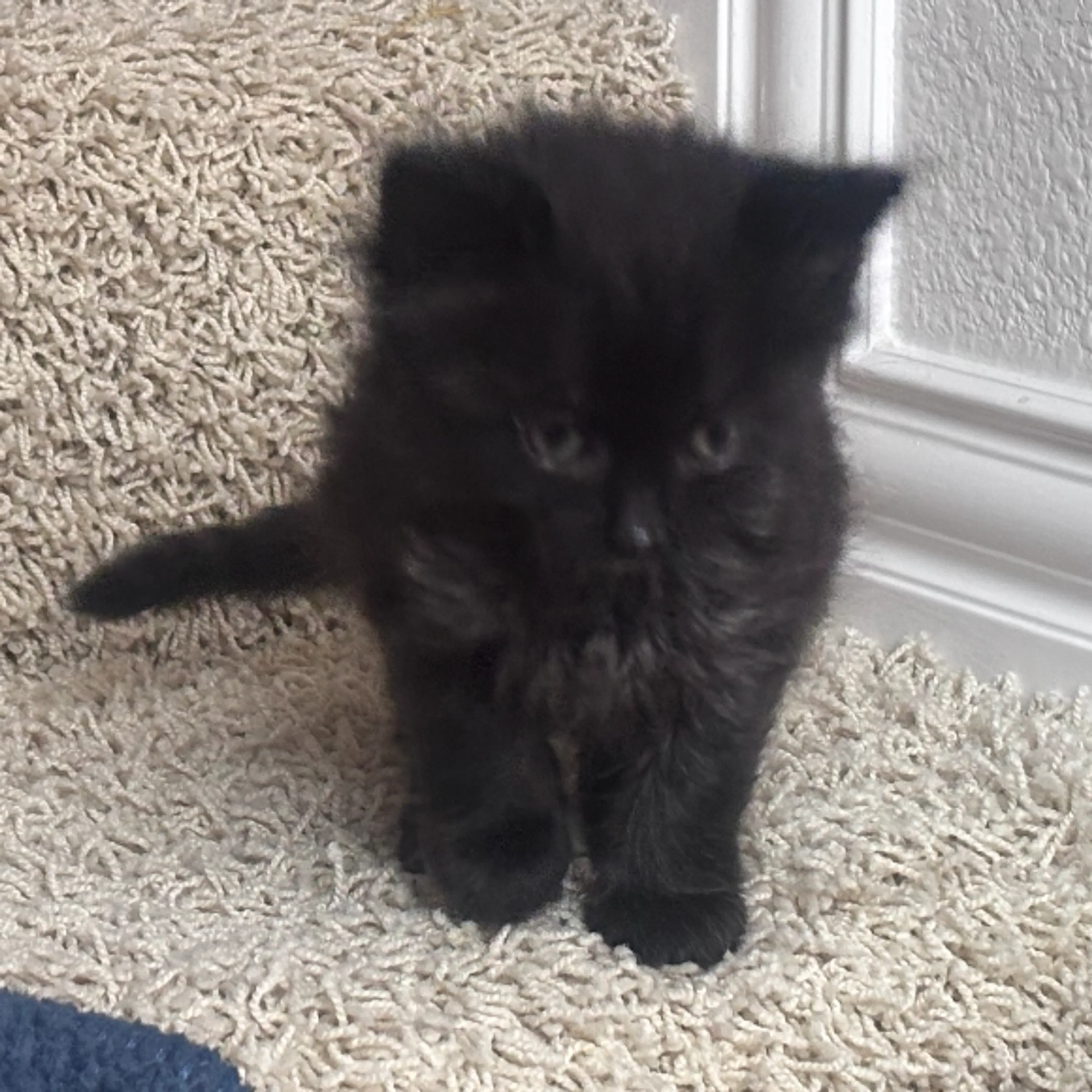 Found pet-0