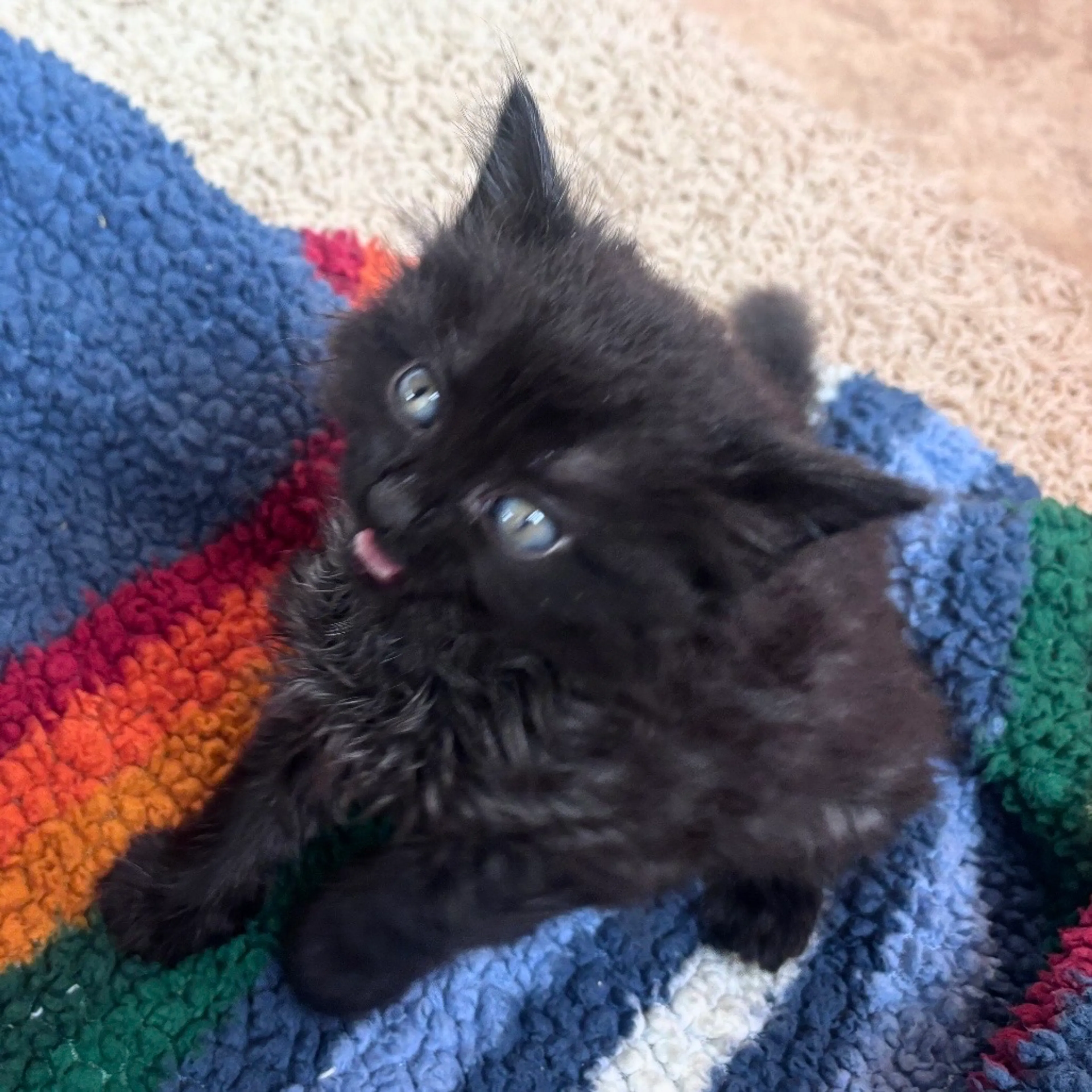Found pet-5