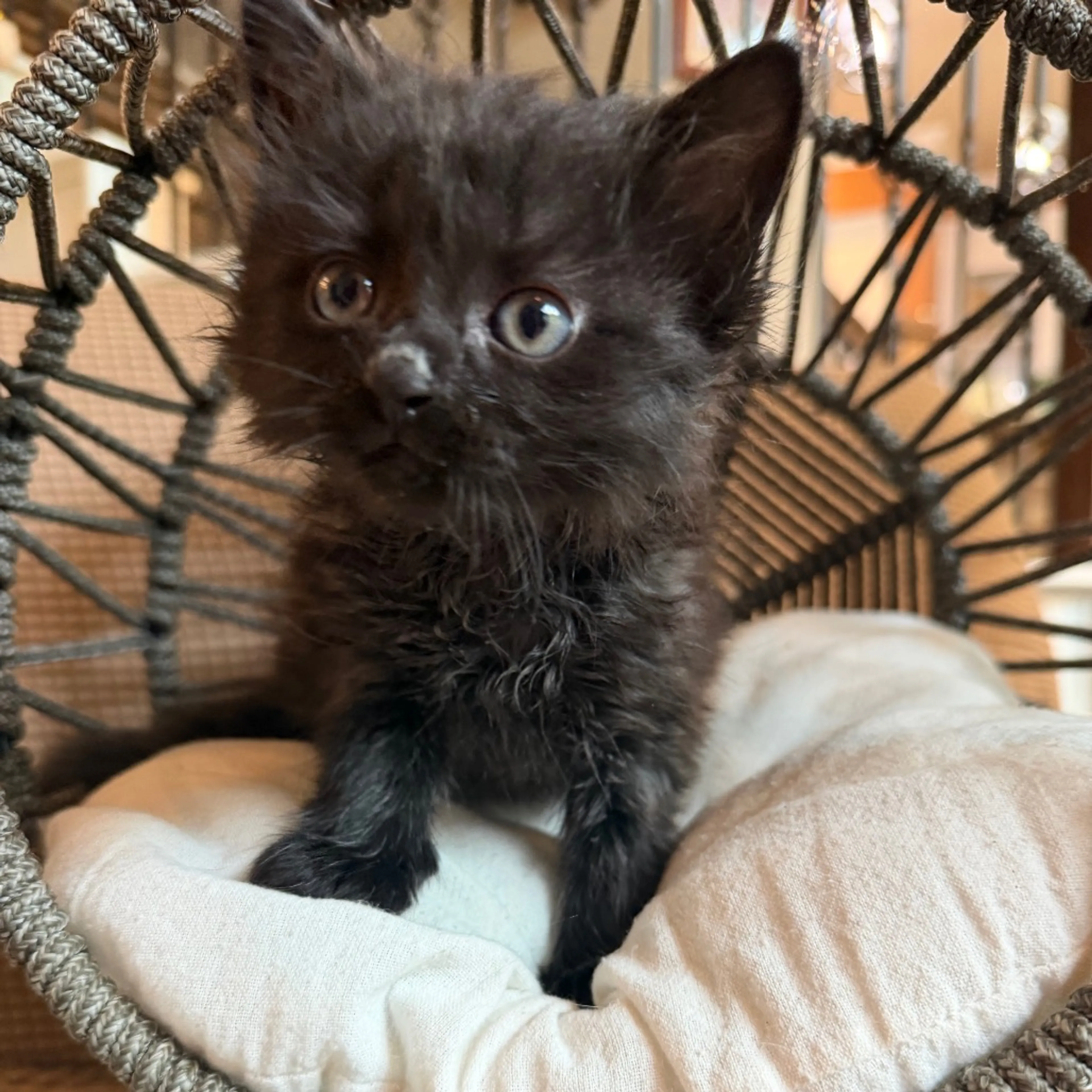Found pet-7