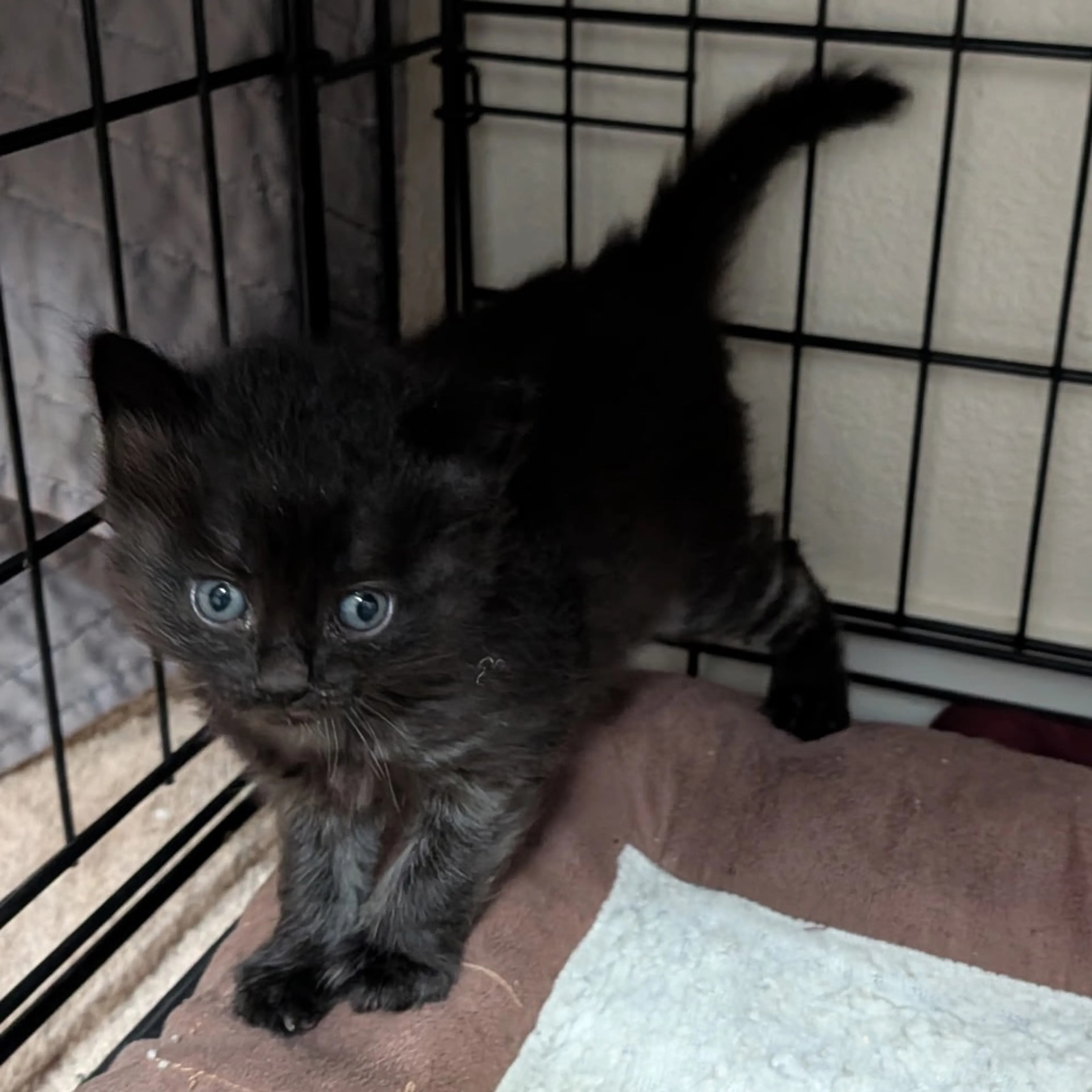 Found pet-4