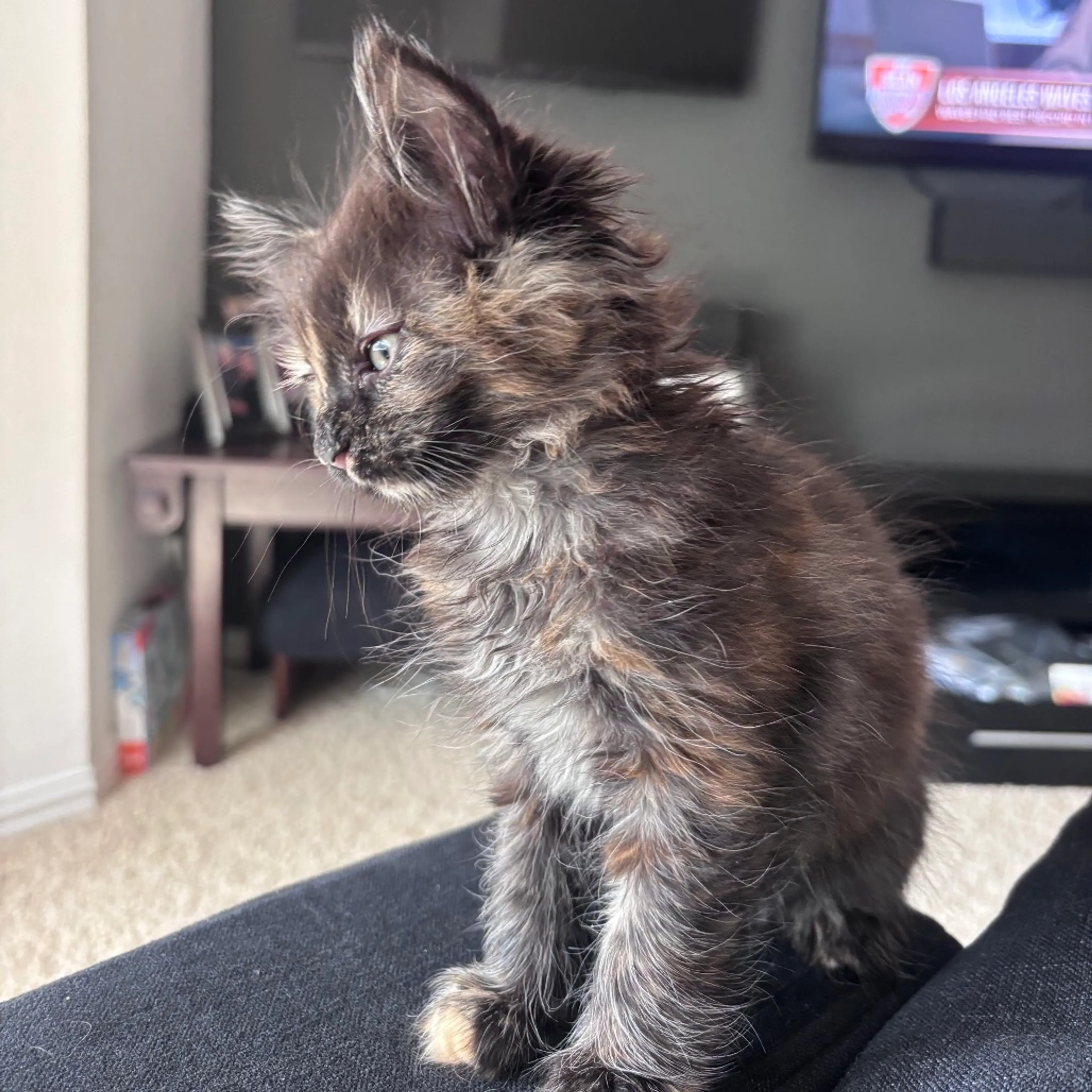 Found pet-0