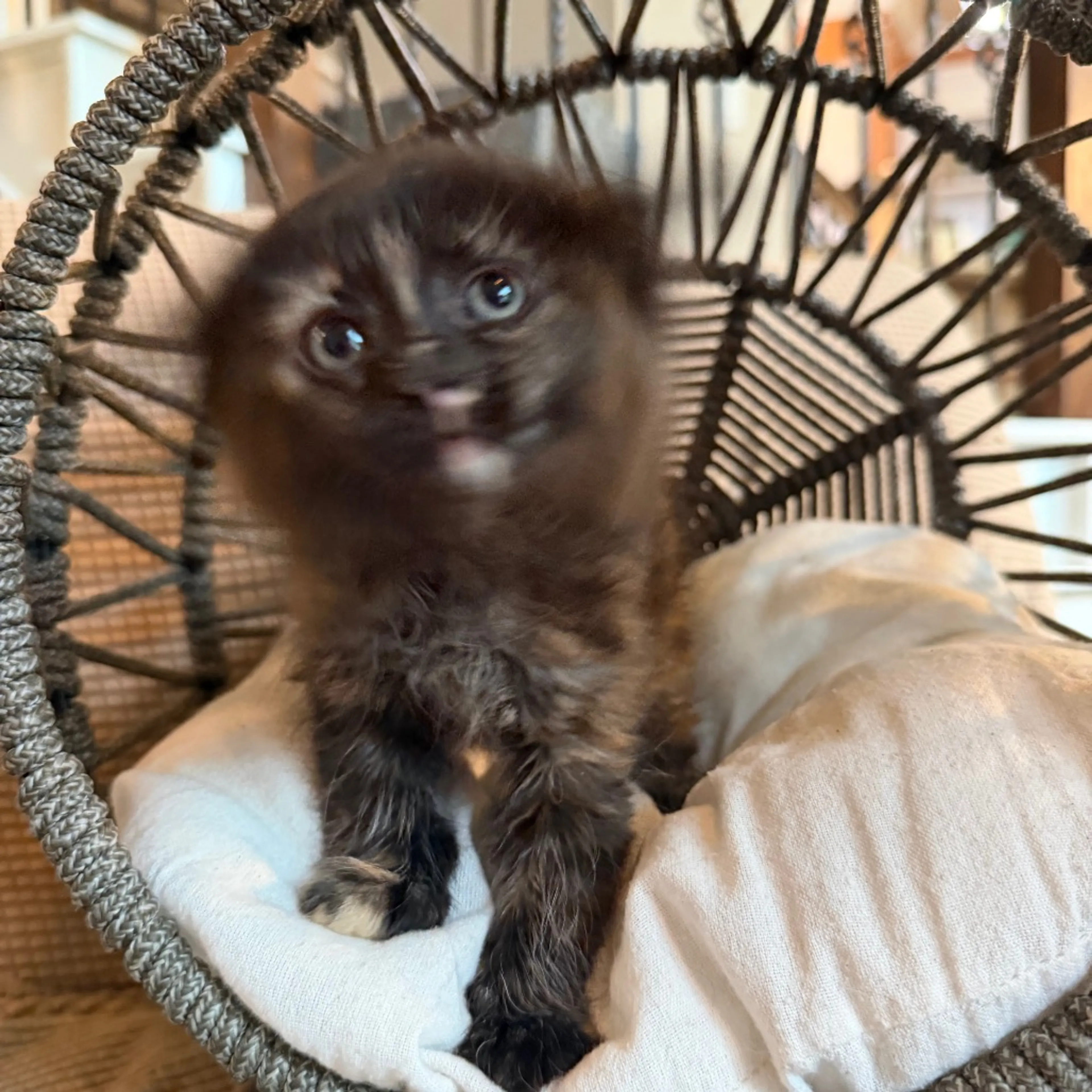 Found pet-5