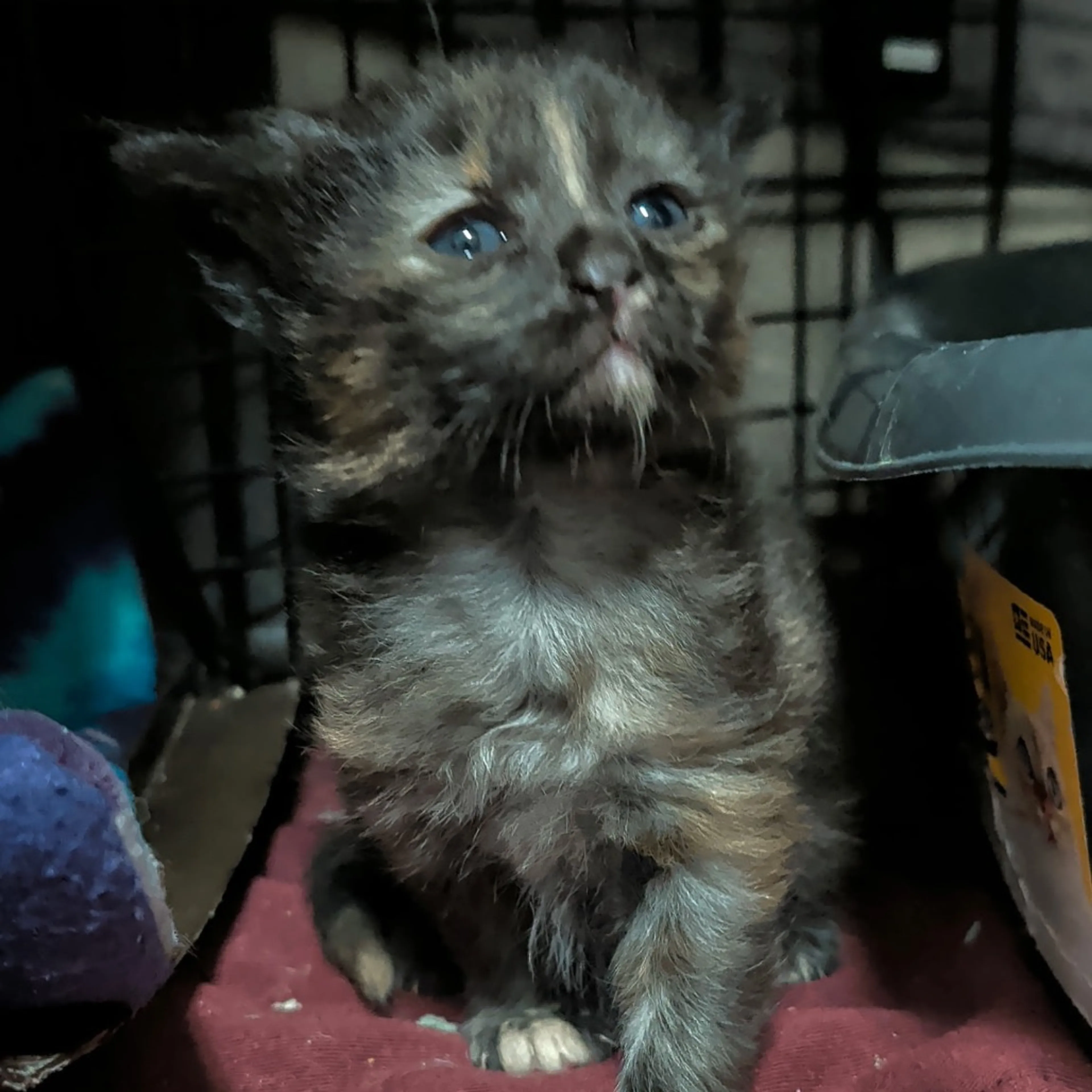 Found pet-4
