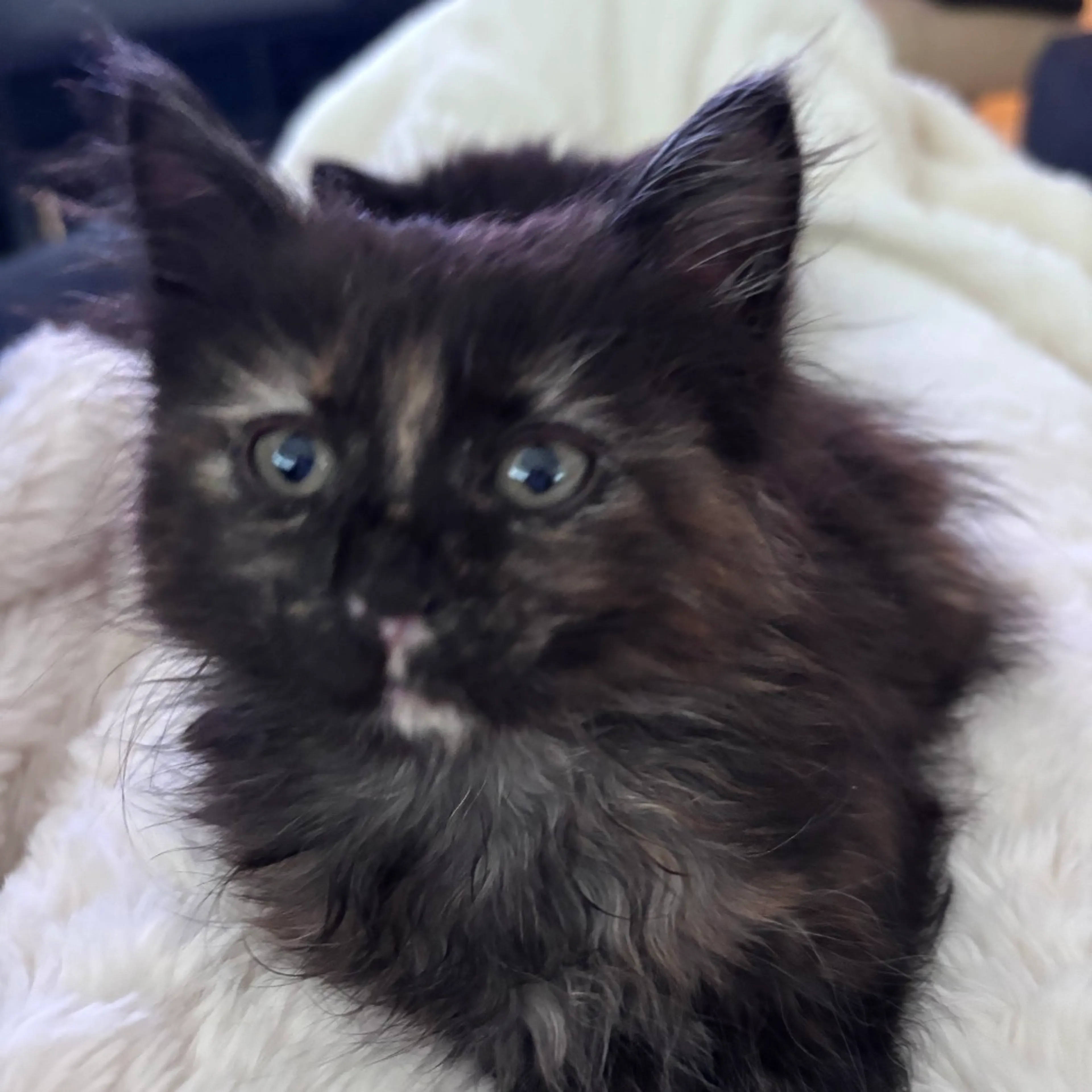 Found pet-7