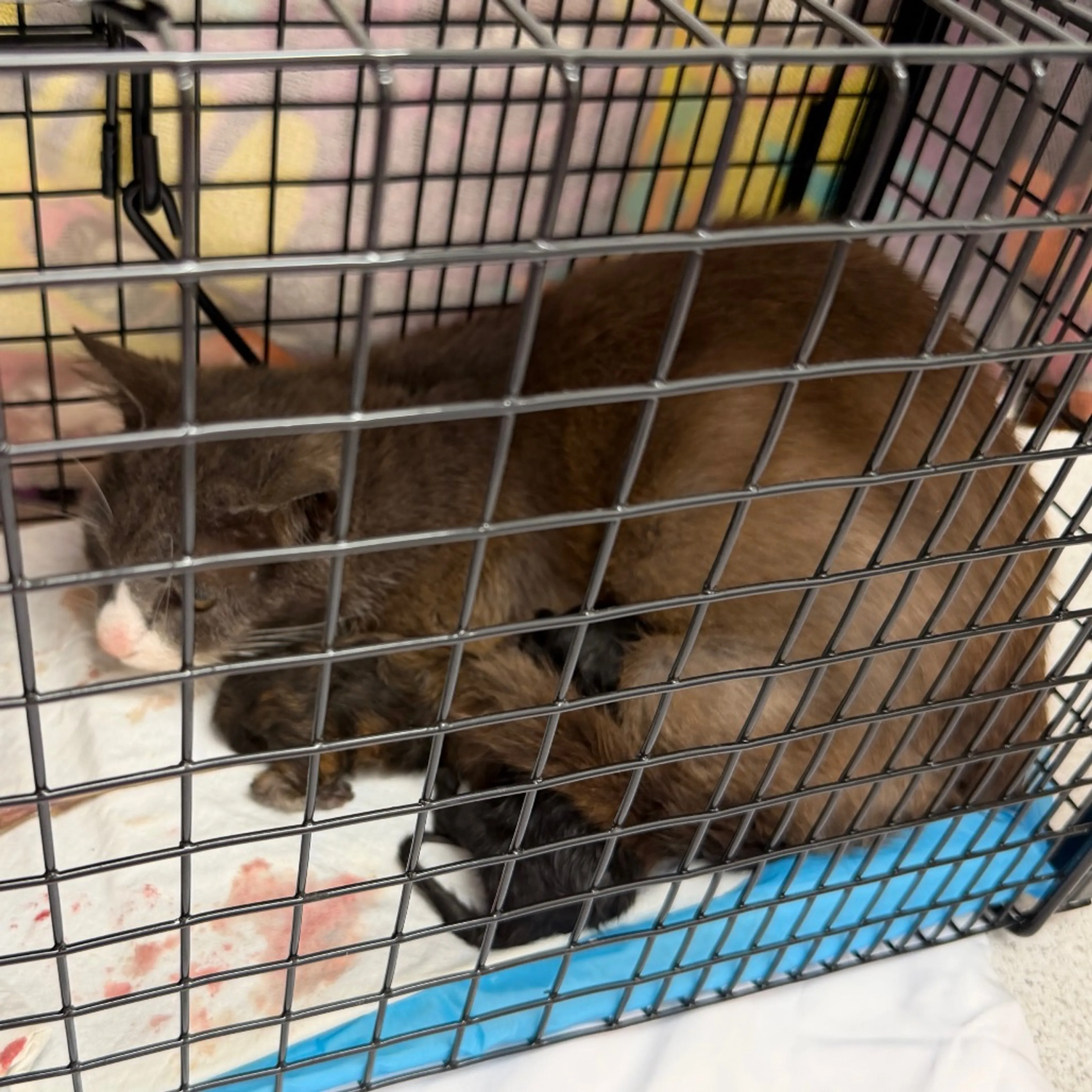 Found pet-3