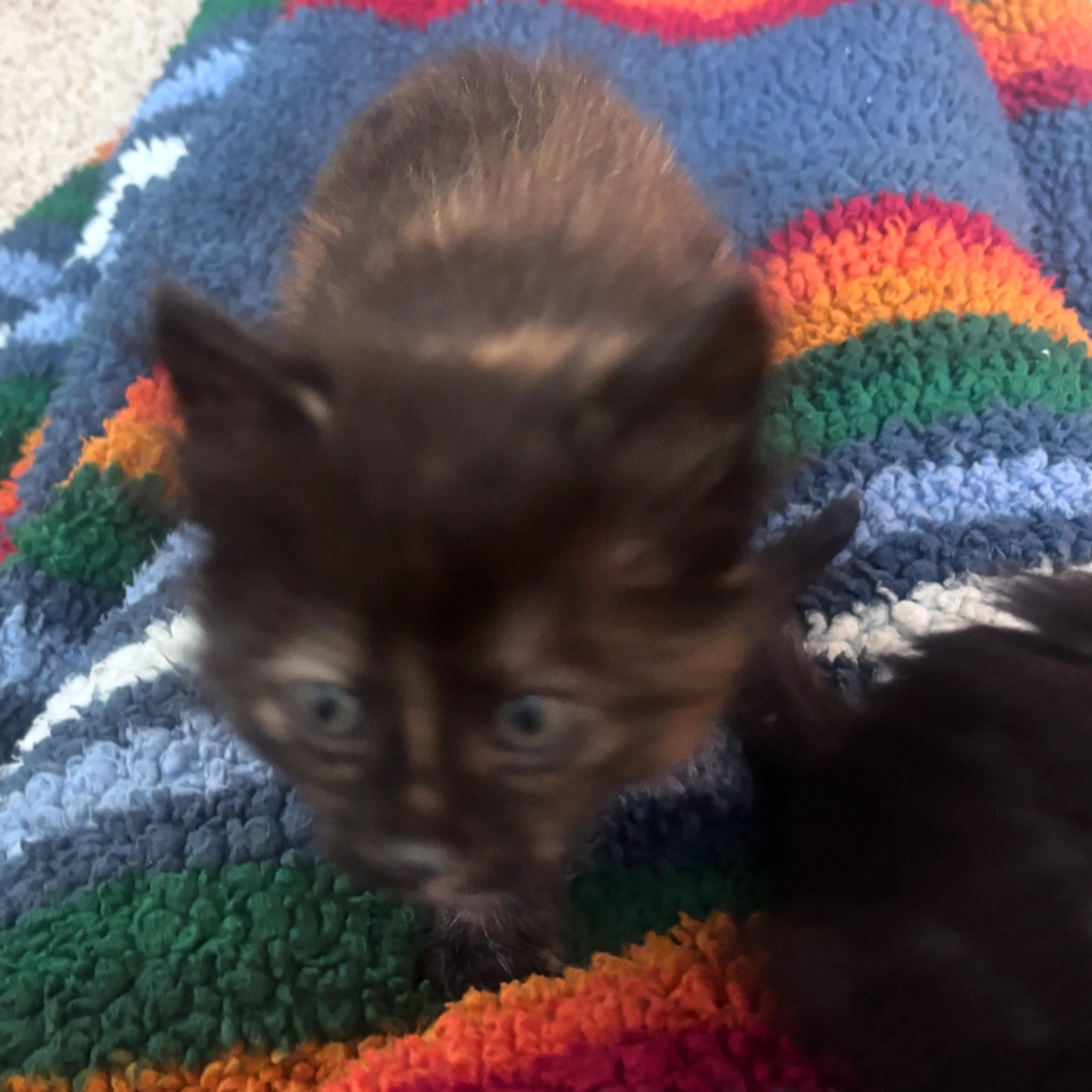 Found pet-6