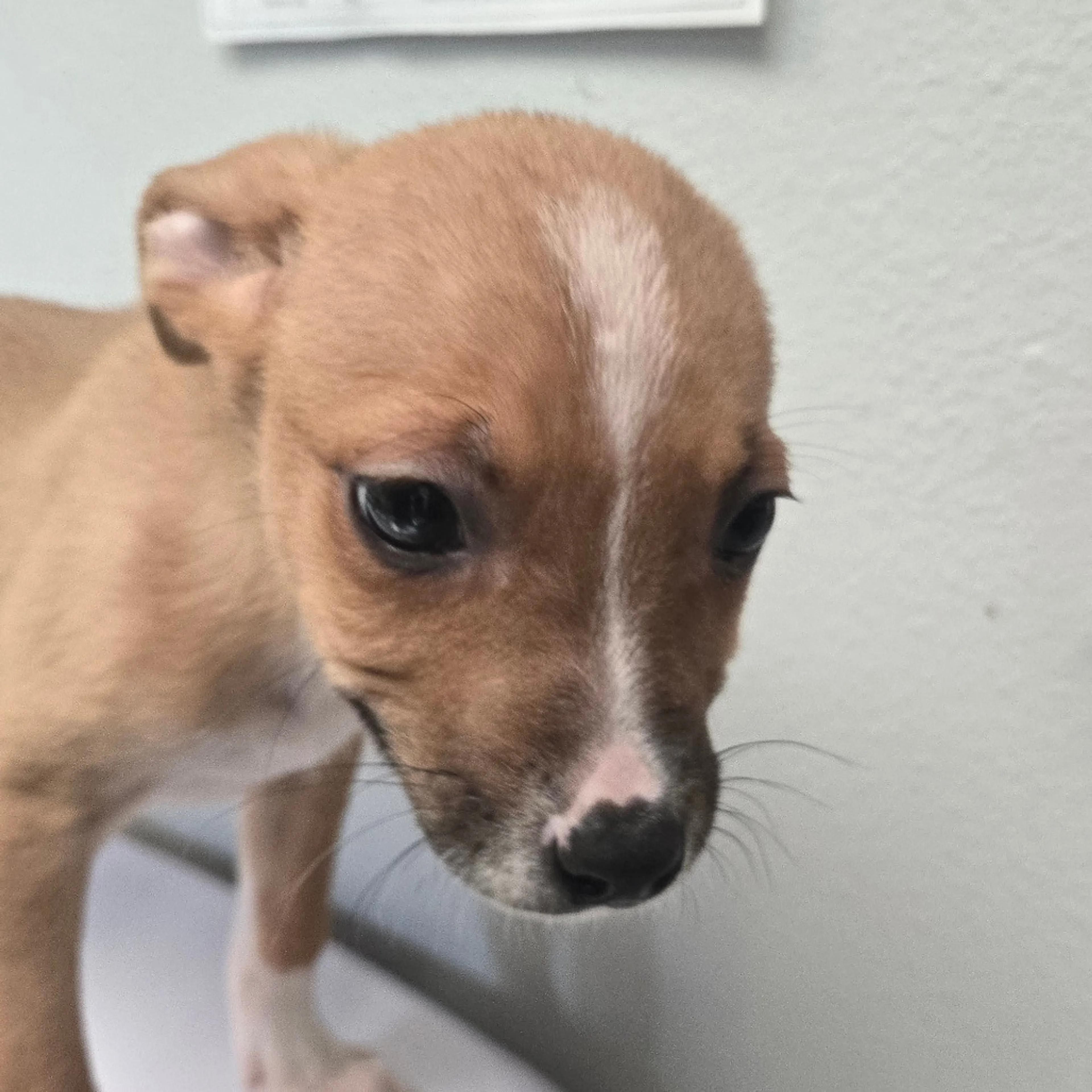 Found pet